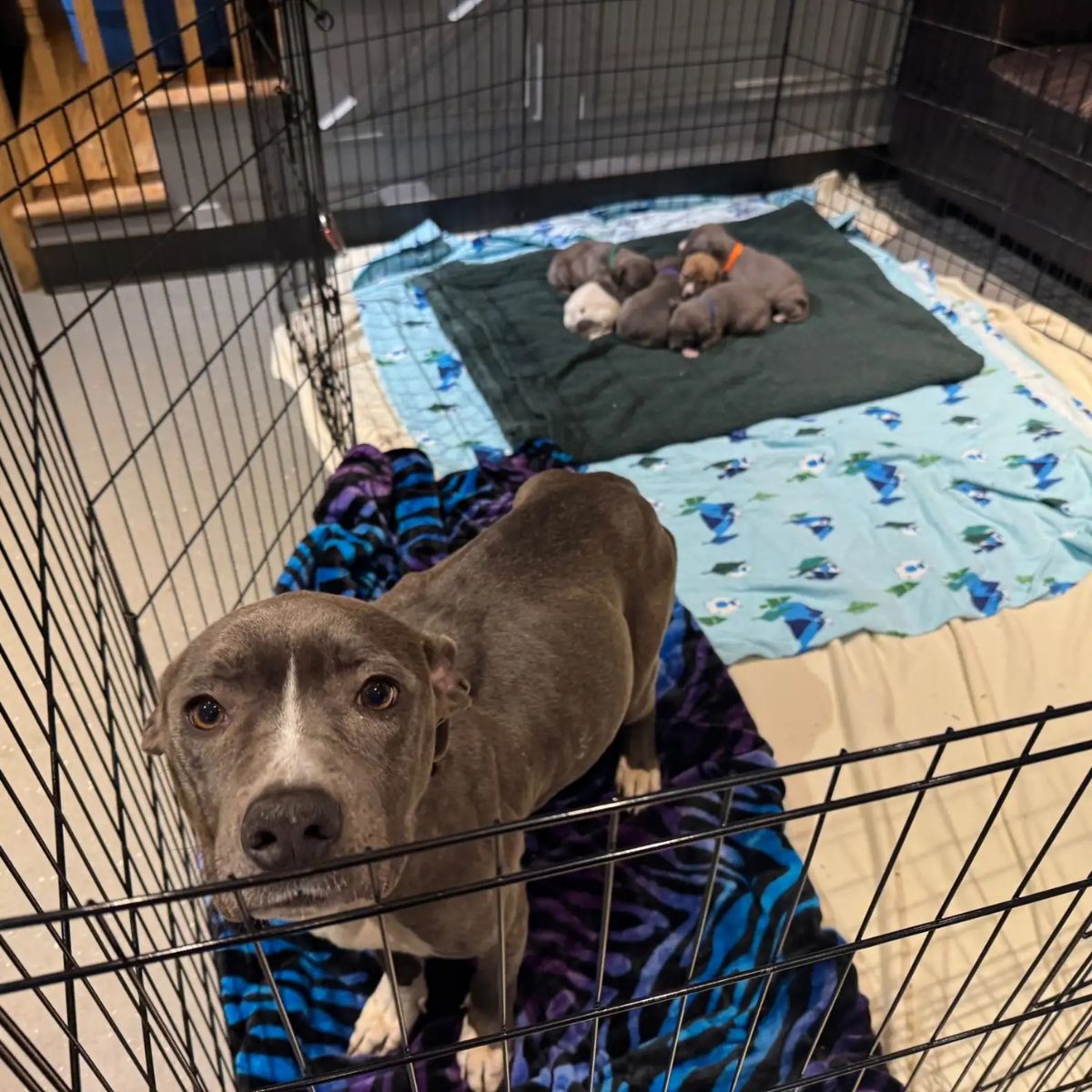 mother dog and her babies