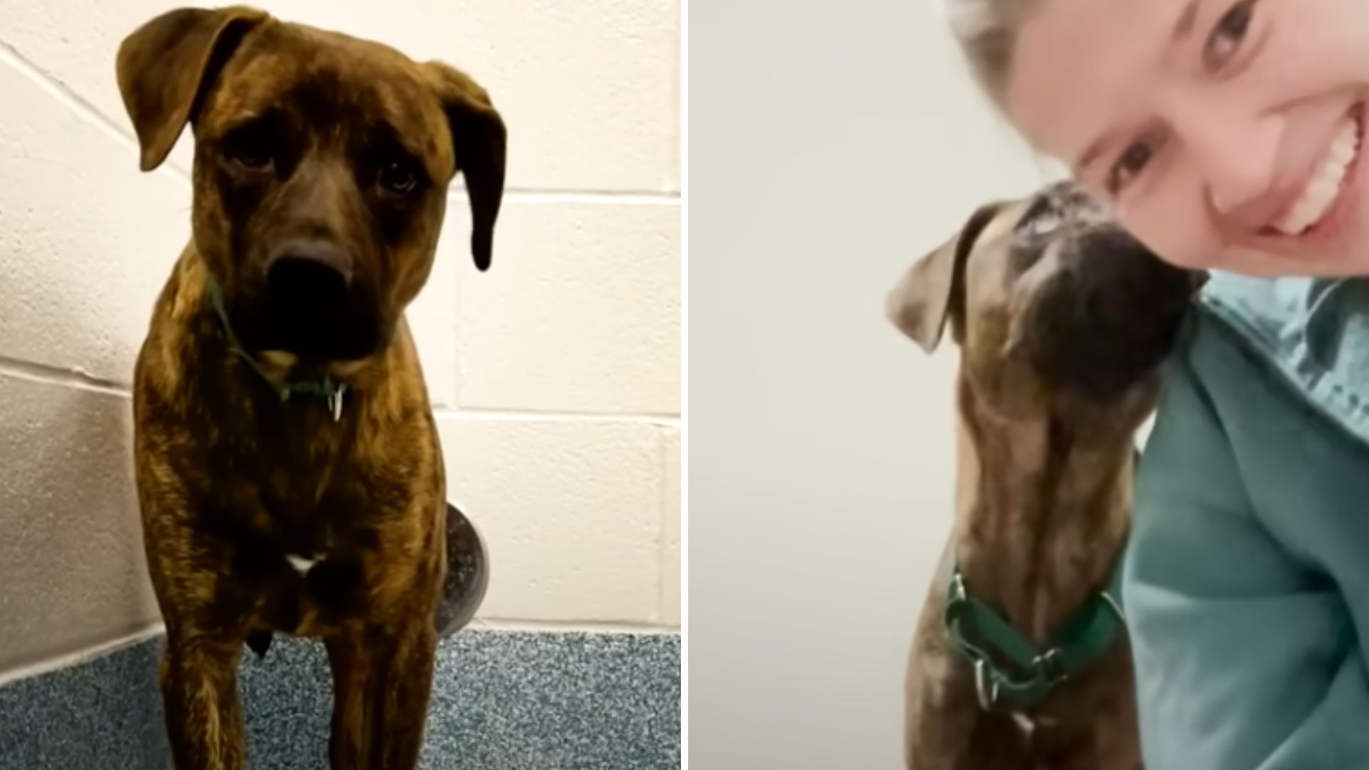 mulan the aggressive dog gets transformed