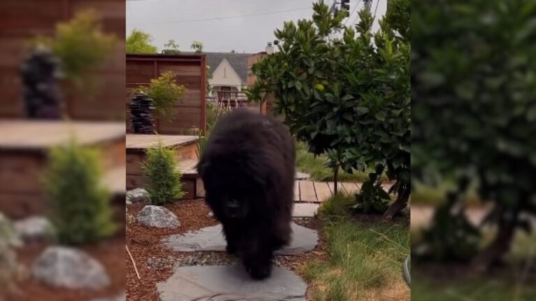 Virginia Drivers Stop In Shock After Spotting Giant ‘Bear’ In Woman’s Yard