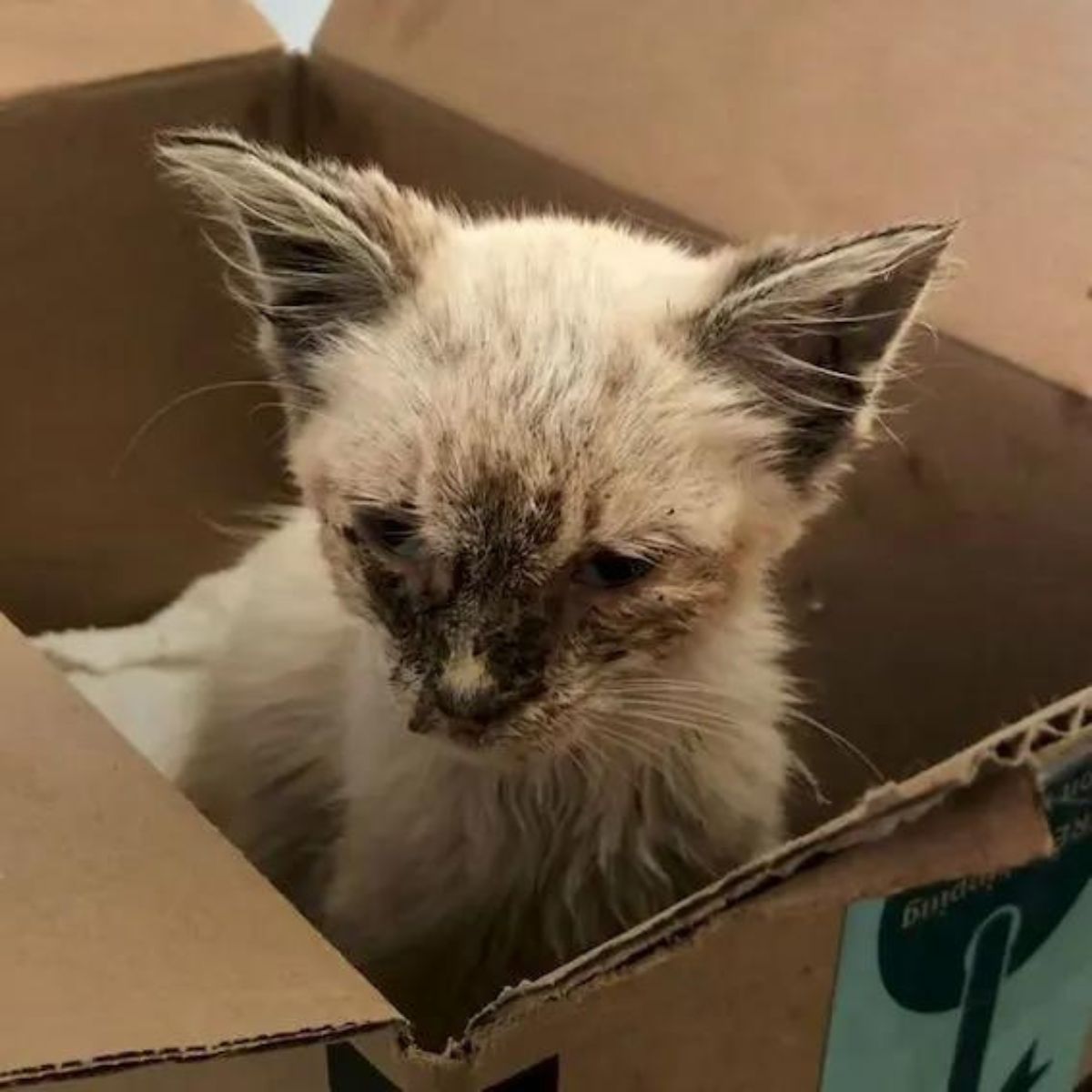 neglected kitten in a box