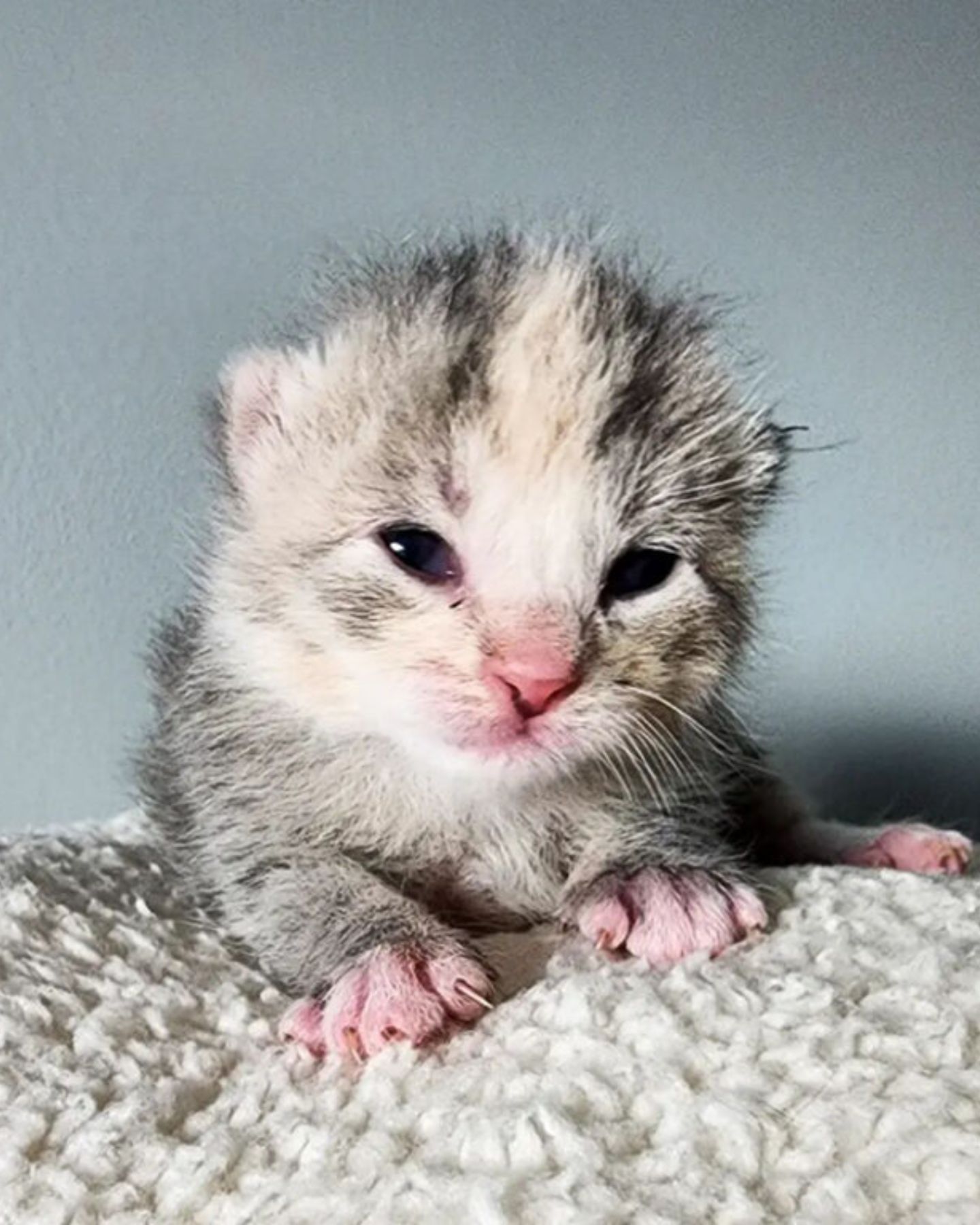 newborn kitten