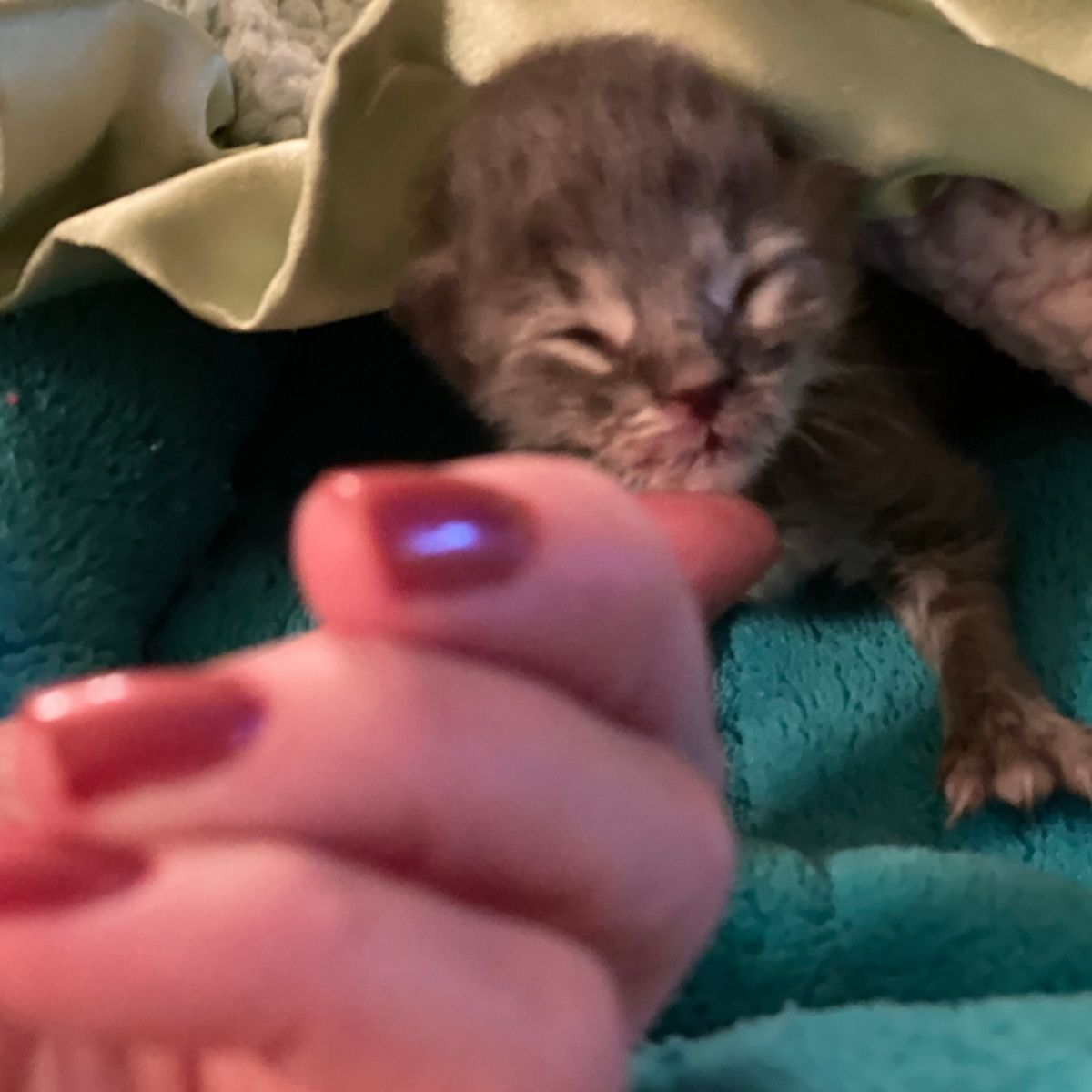 newborn kitten
