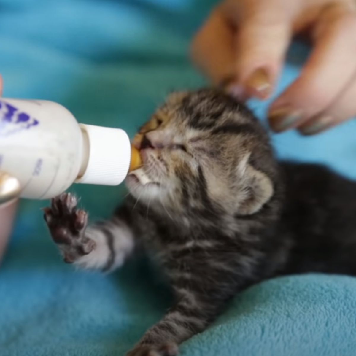 newborn kitten drinking milk