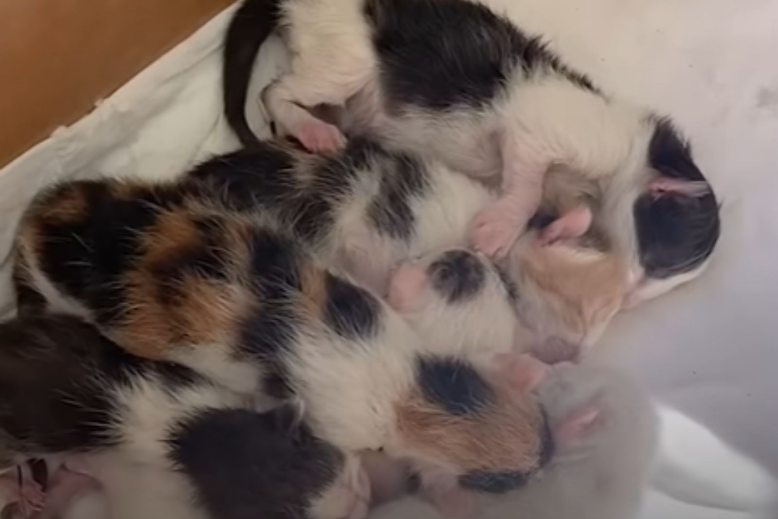newborn kittens