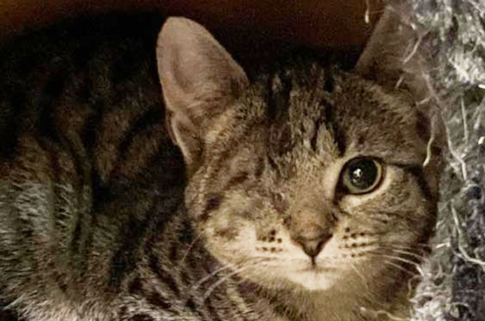 one eyed cat