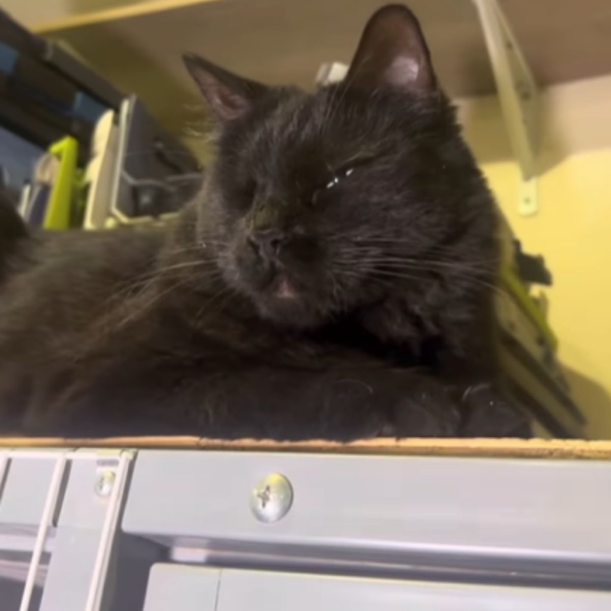 one eyed cat