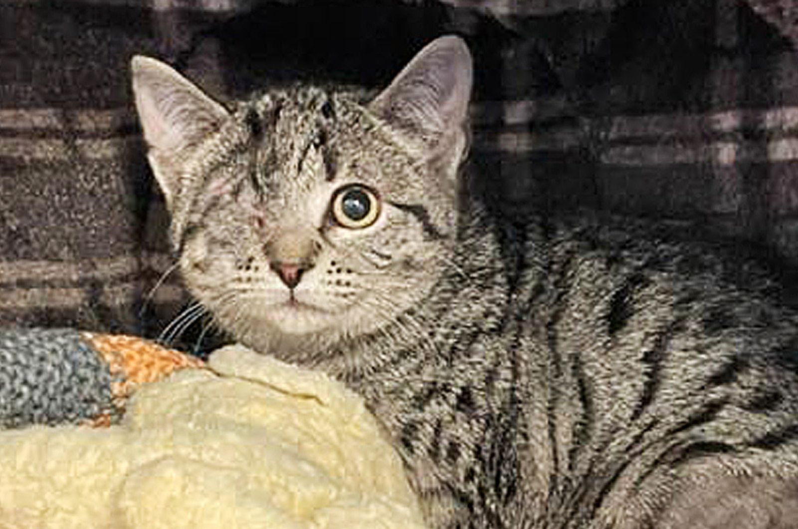 one eyed cat scared