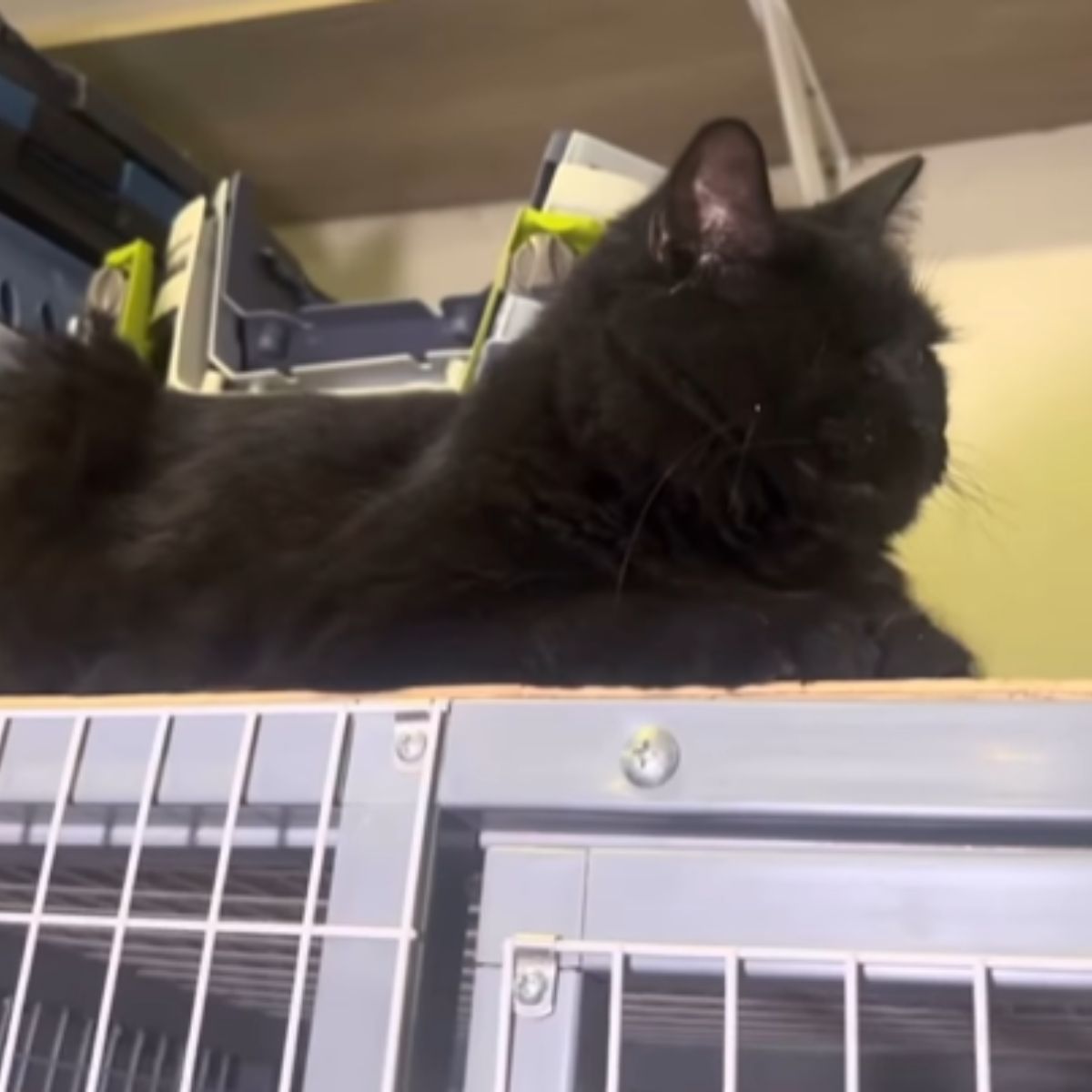 one eyed cat sleeps