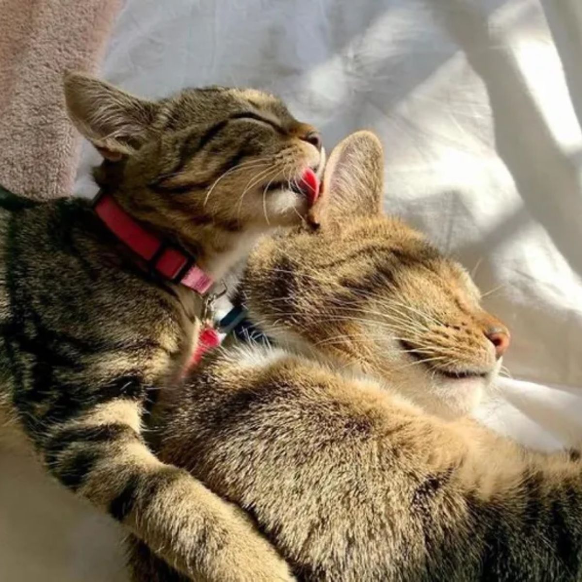 one kitten licks another