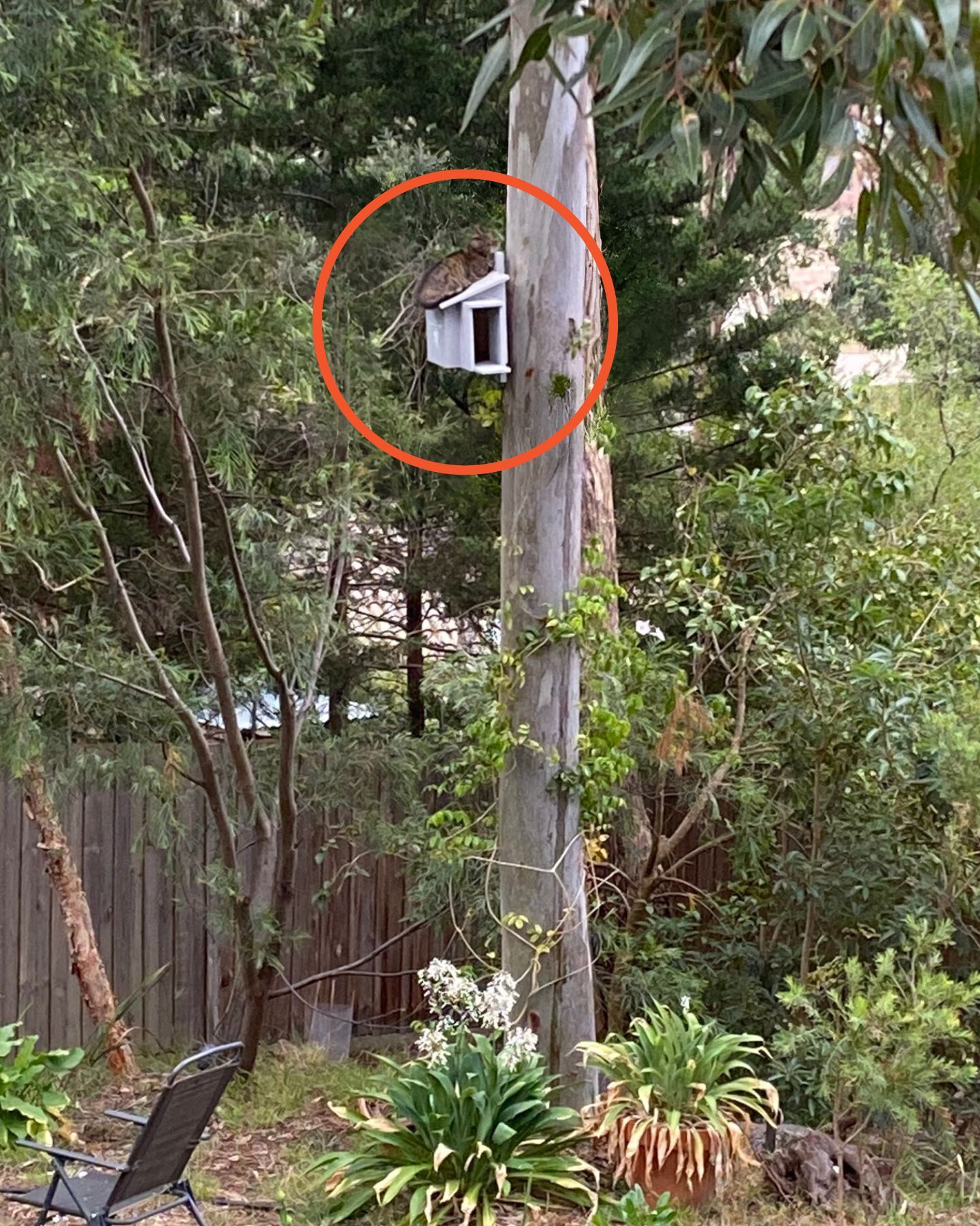 owl box on a tree
