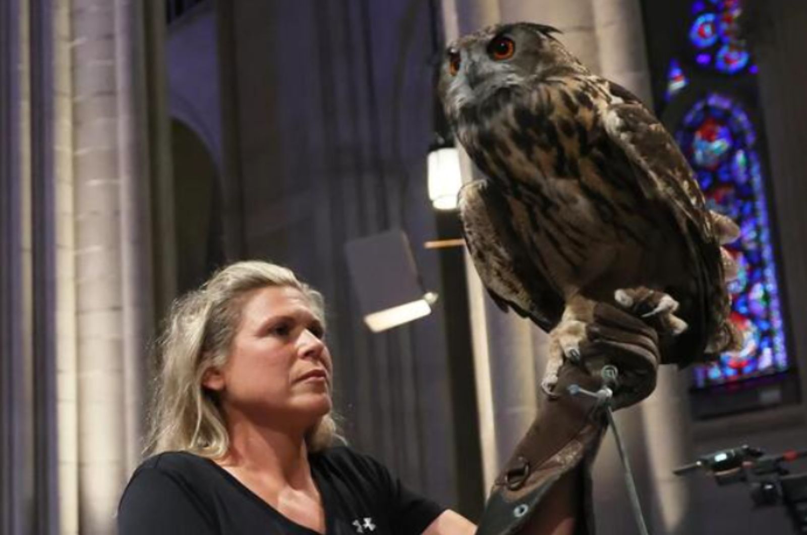 owl in the church