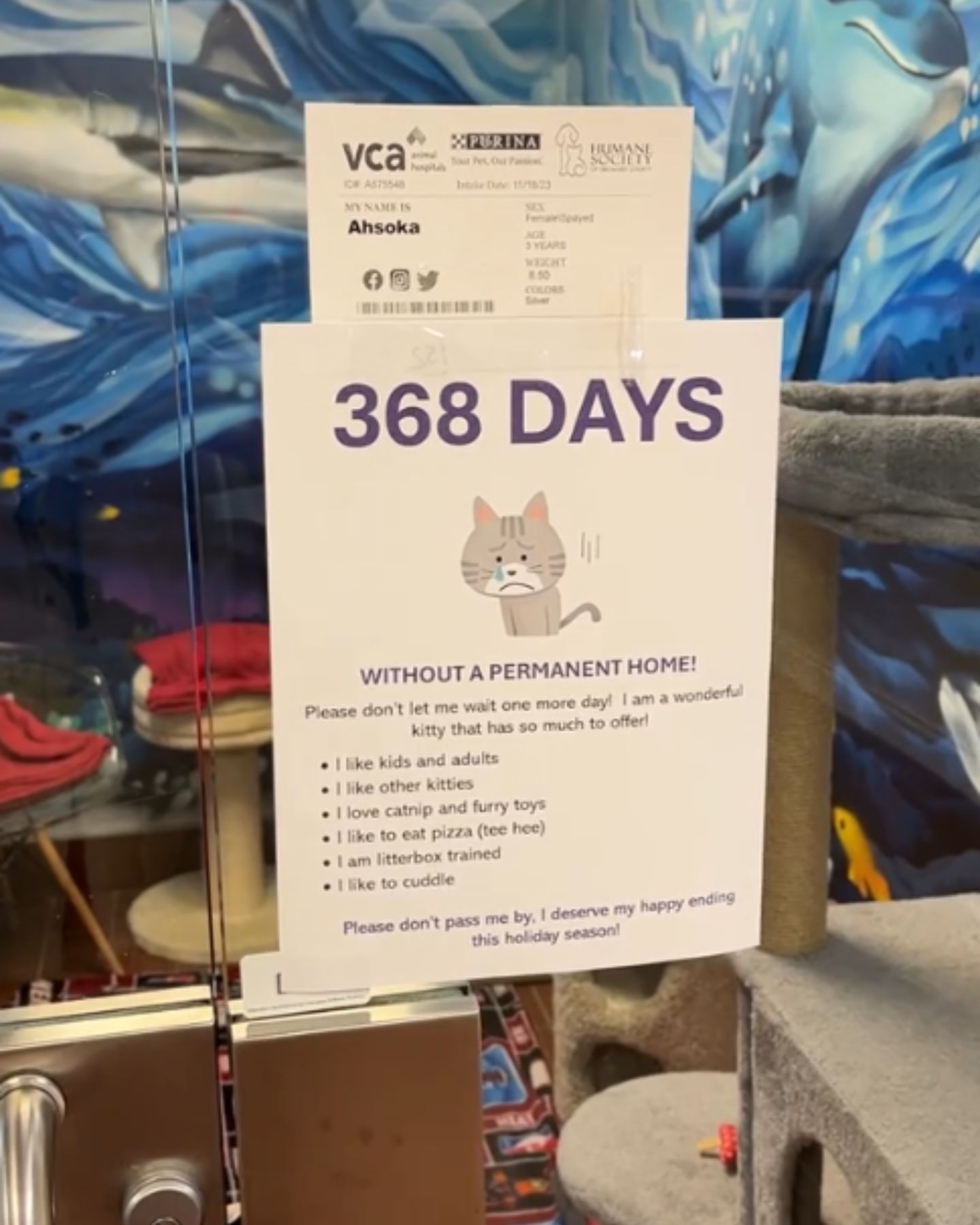 paper in shelter about cat