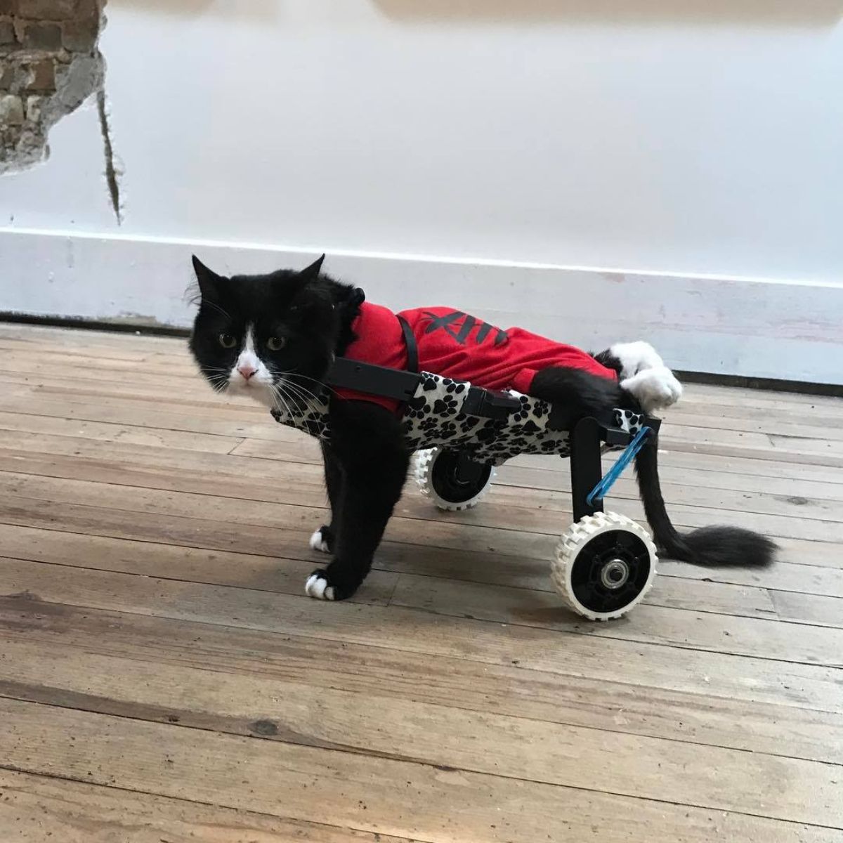 paralyzed kitten in a wheelchair