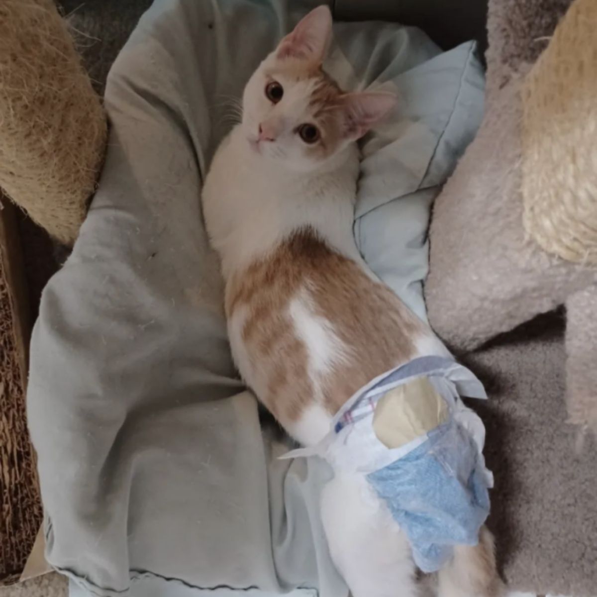 paralyzed kitten is lying down