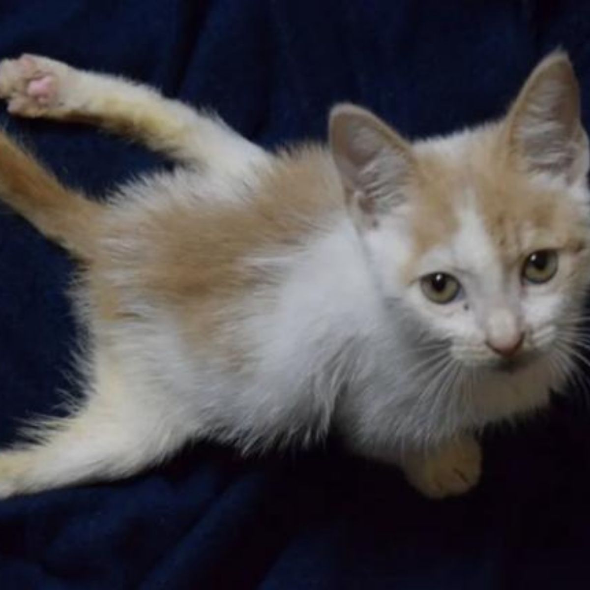 paralyzed kitten