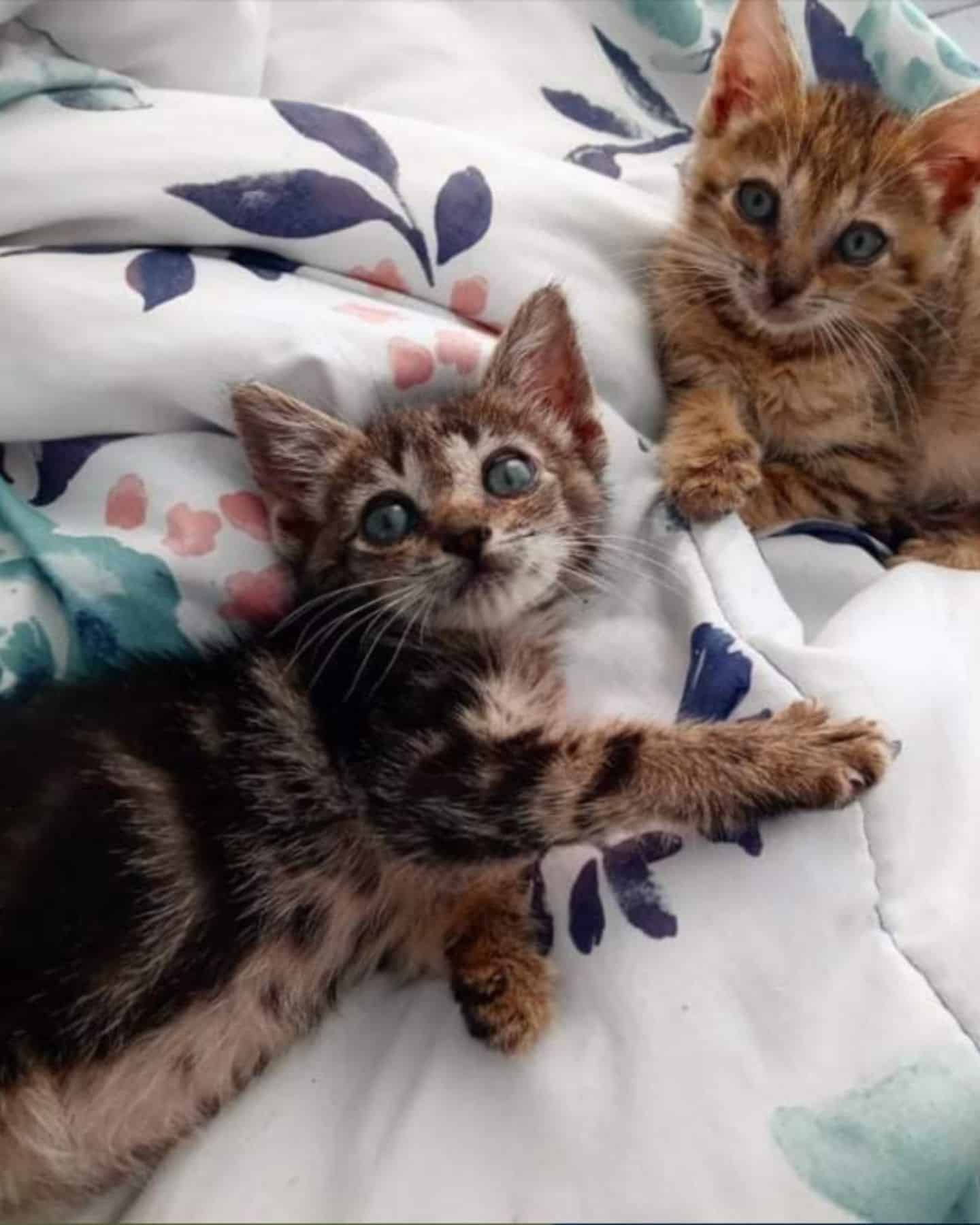 peaceful cute kittens are lying down