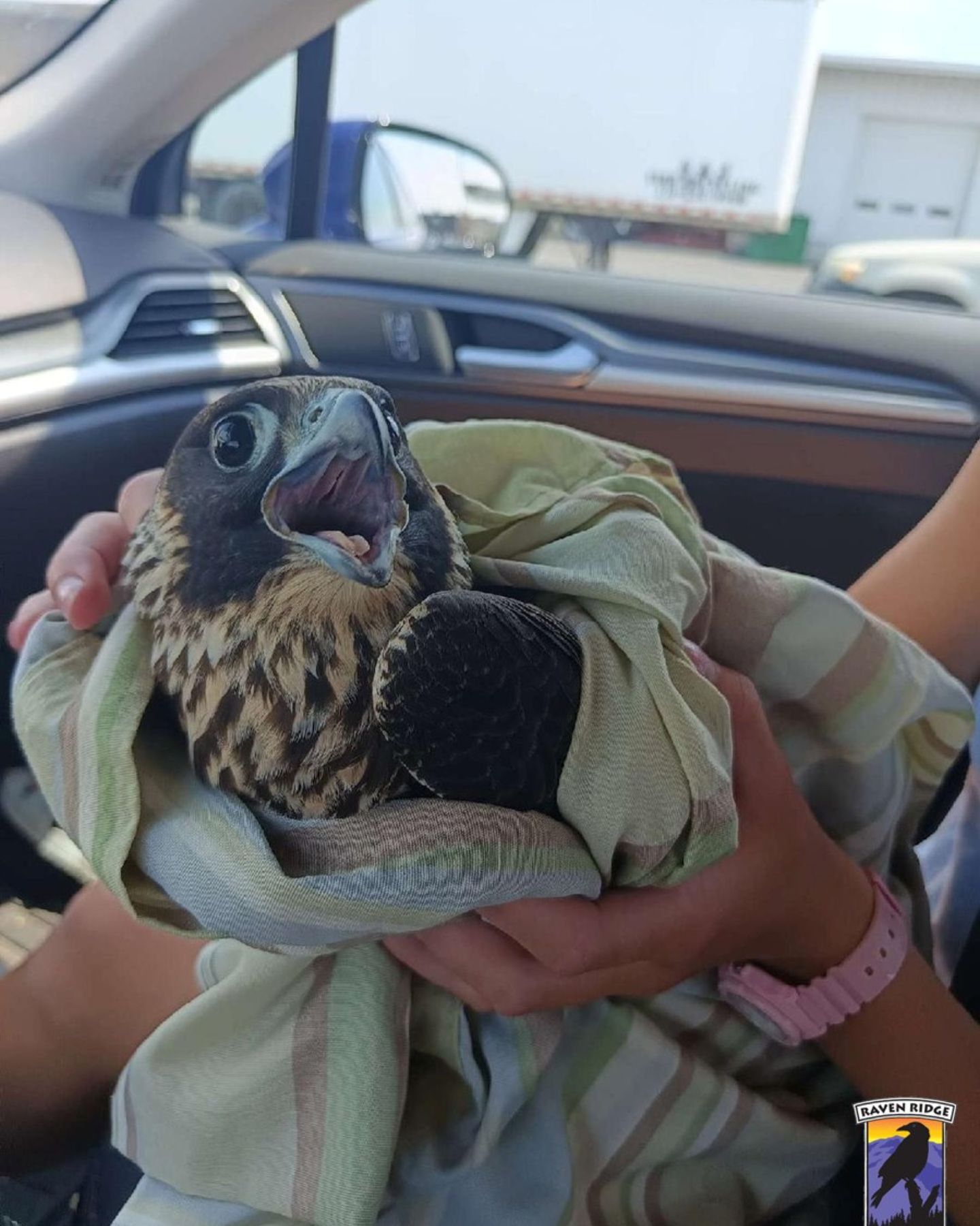 peregrine falcon in a car
