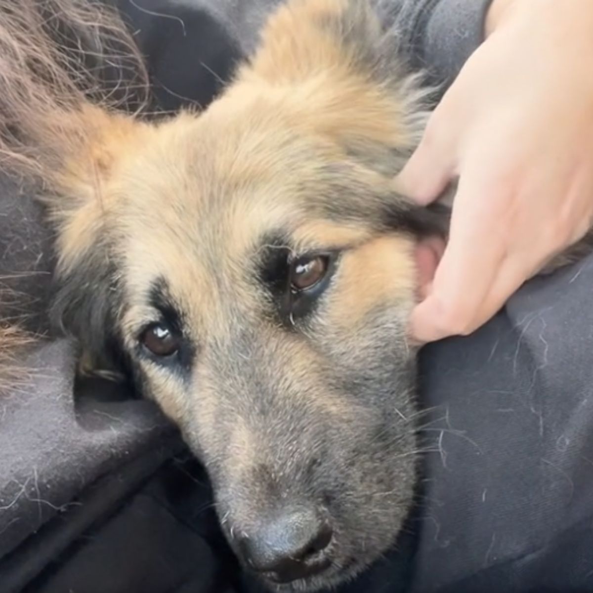petting a sad dog
