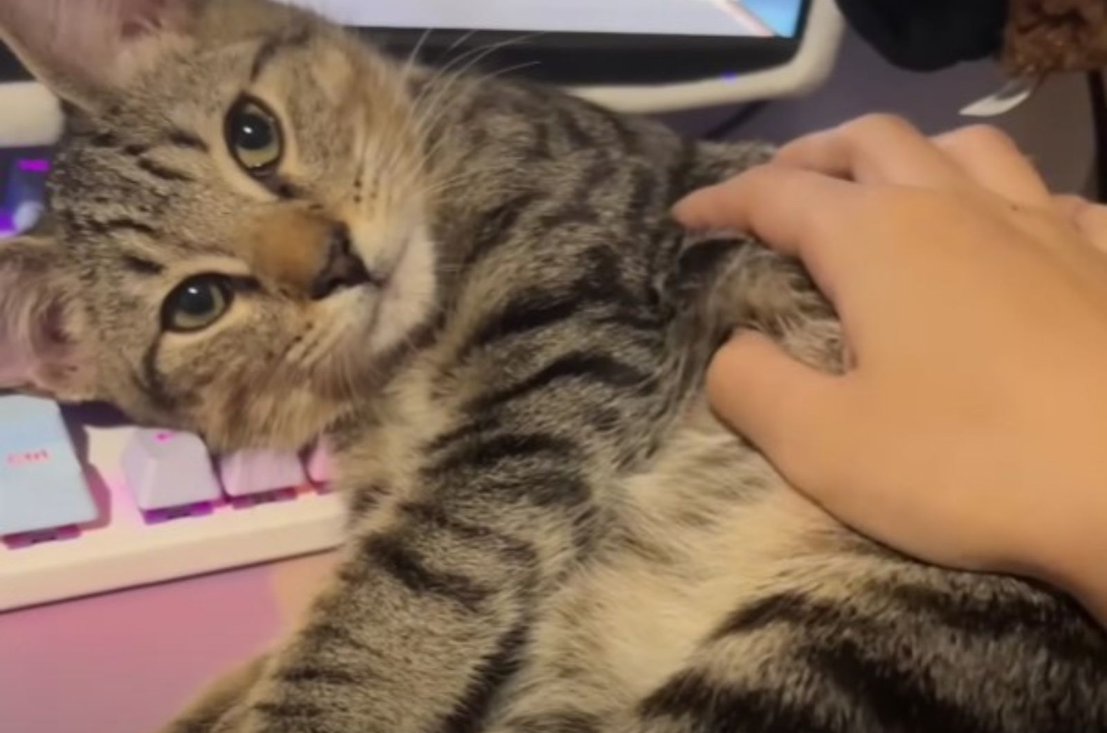 petting a senior tabby cat