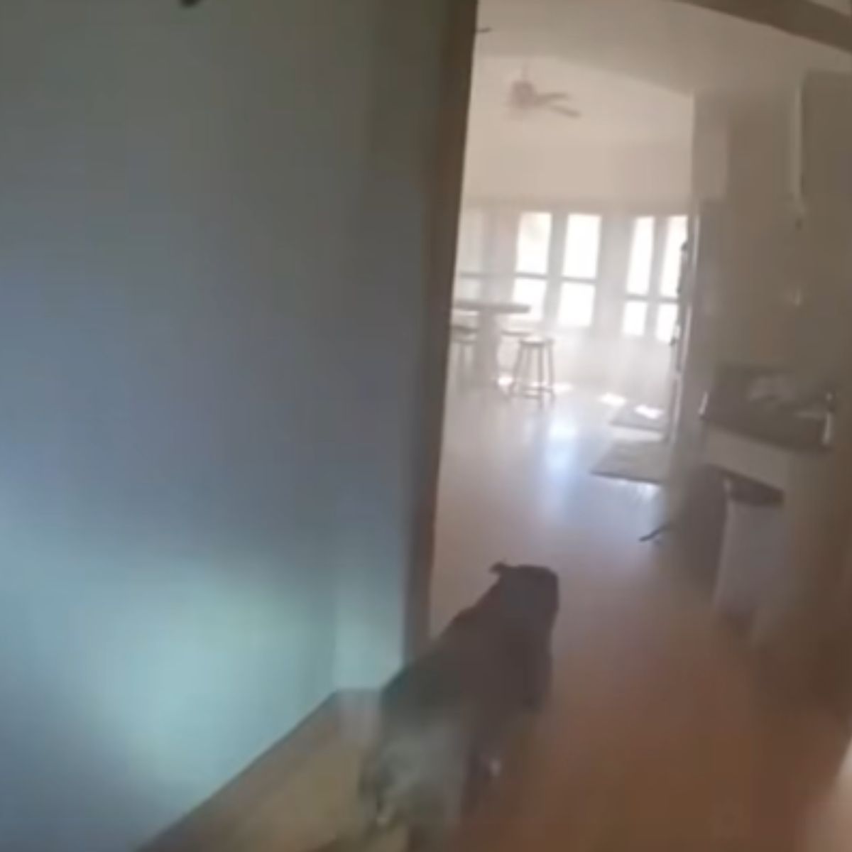 pitbull walking through house