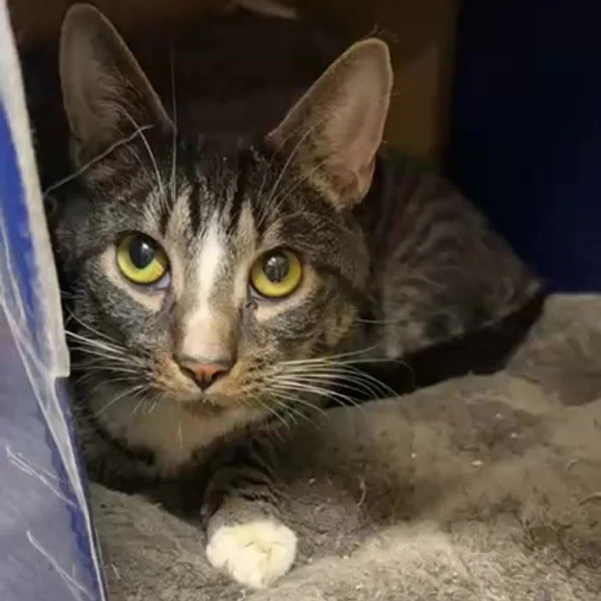 poor cat face