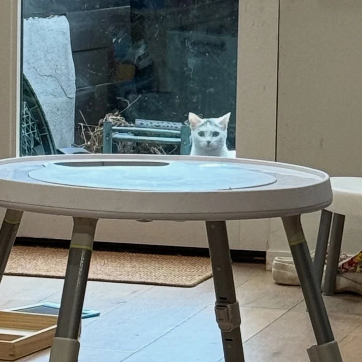 poor cat looking through balcony