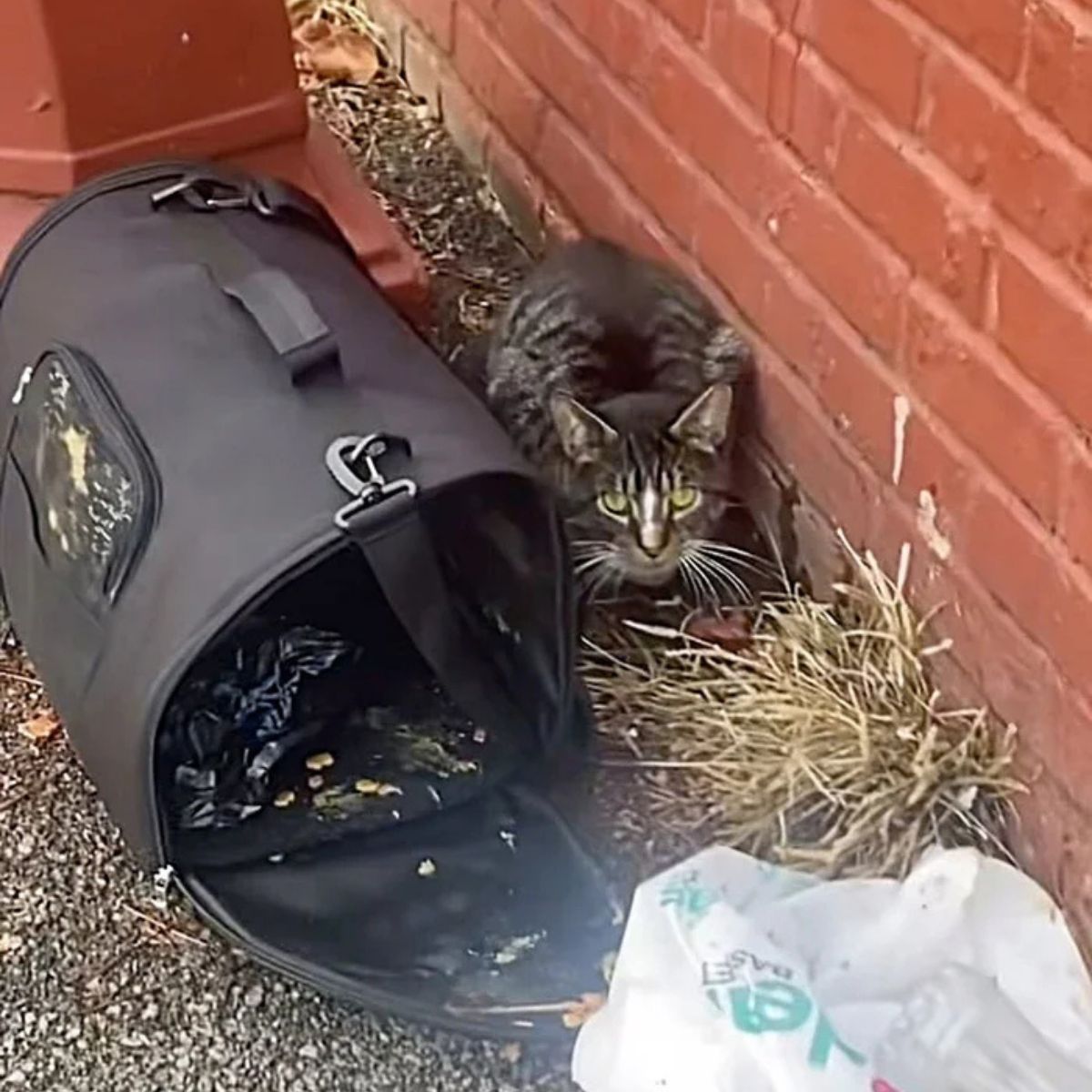 poor cat next to the transporter