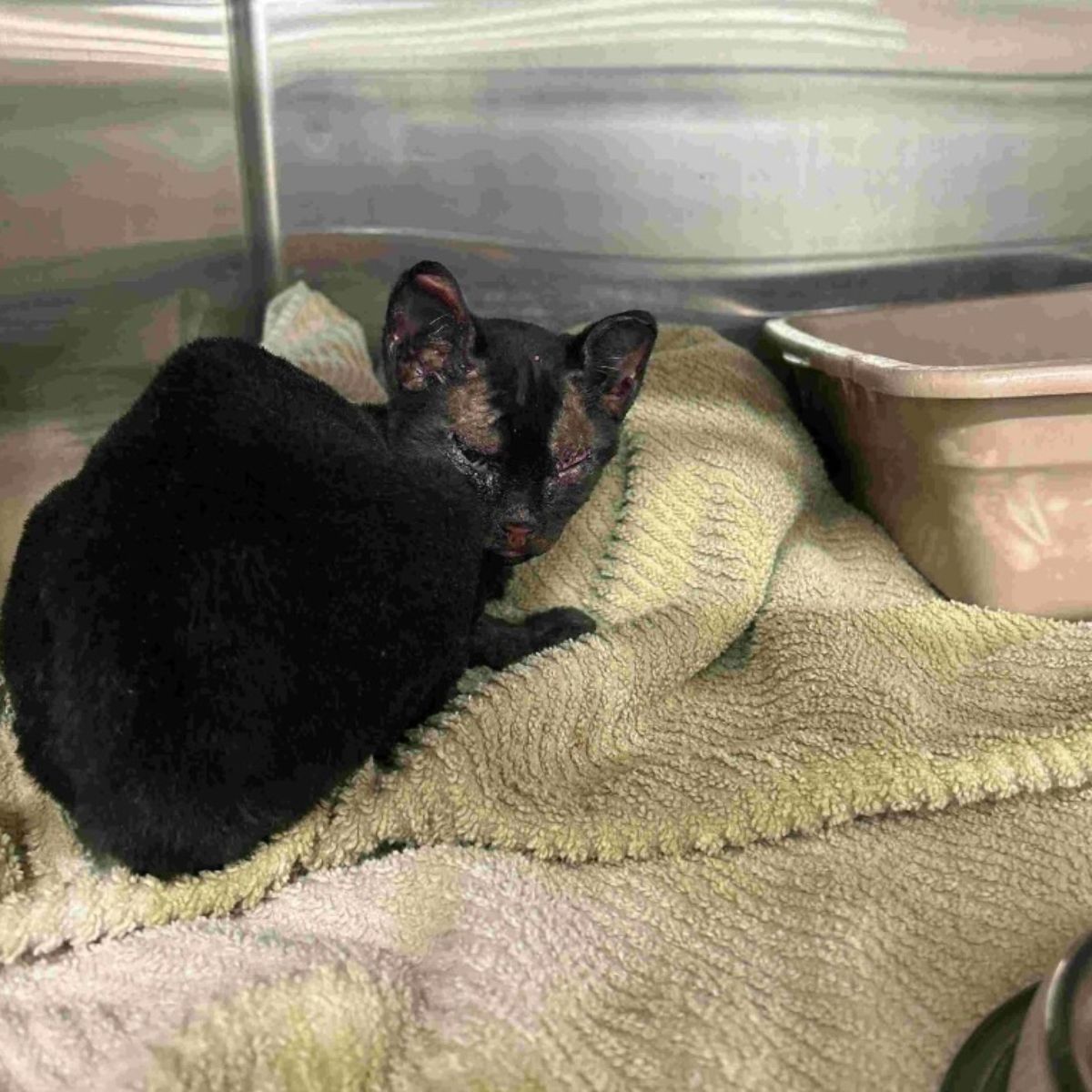 poor cat survived fire