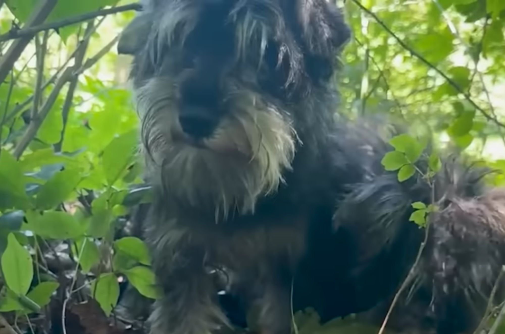 poor dog in the woods