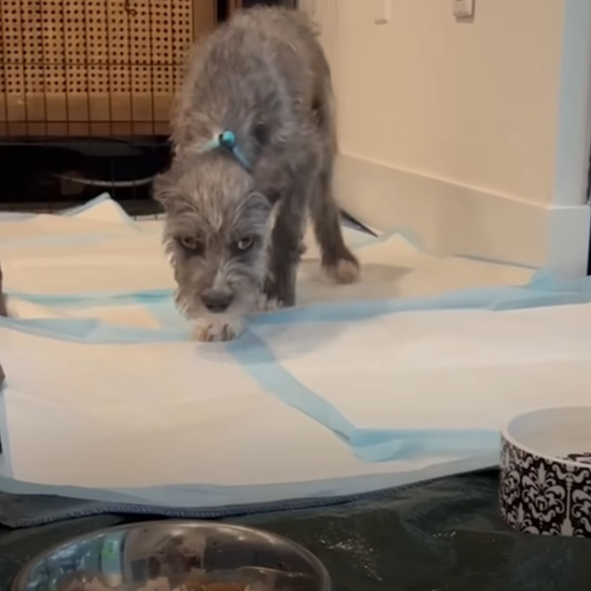 poor dog with diabetes