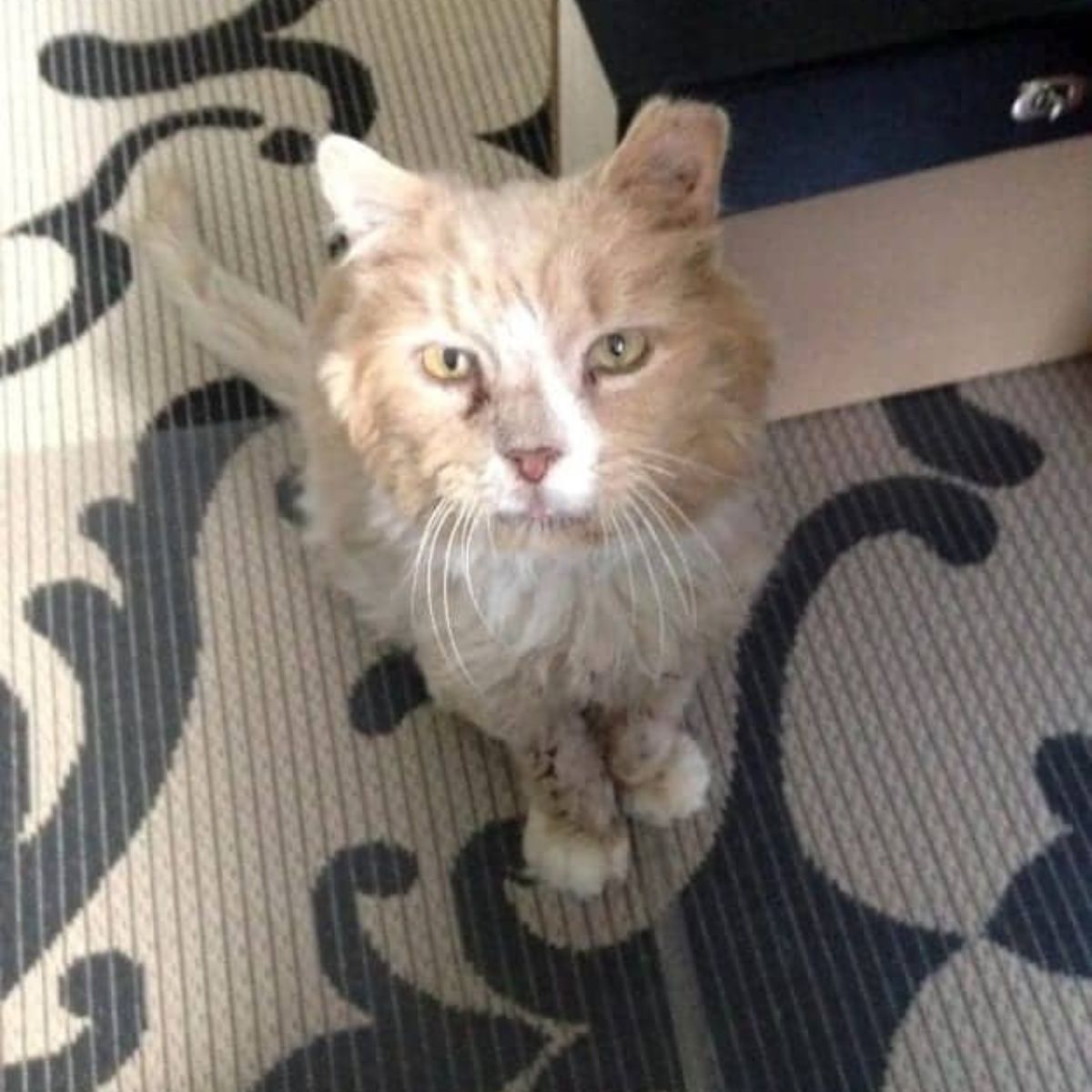 poor elderly cat with fiv