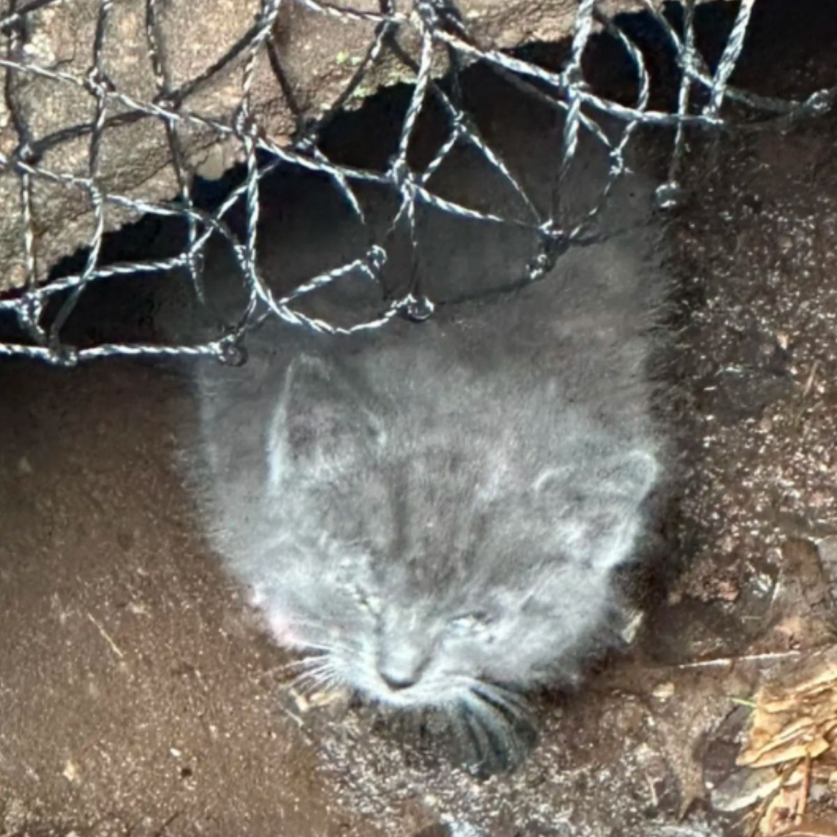 poor gray kitten