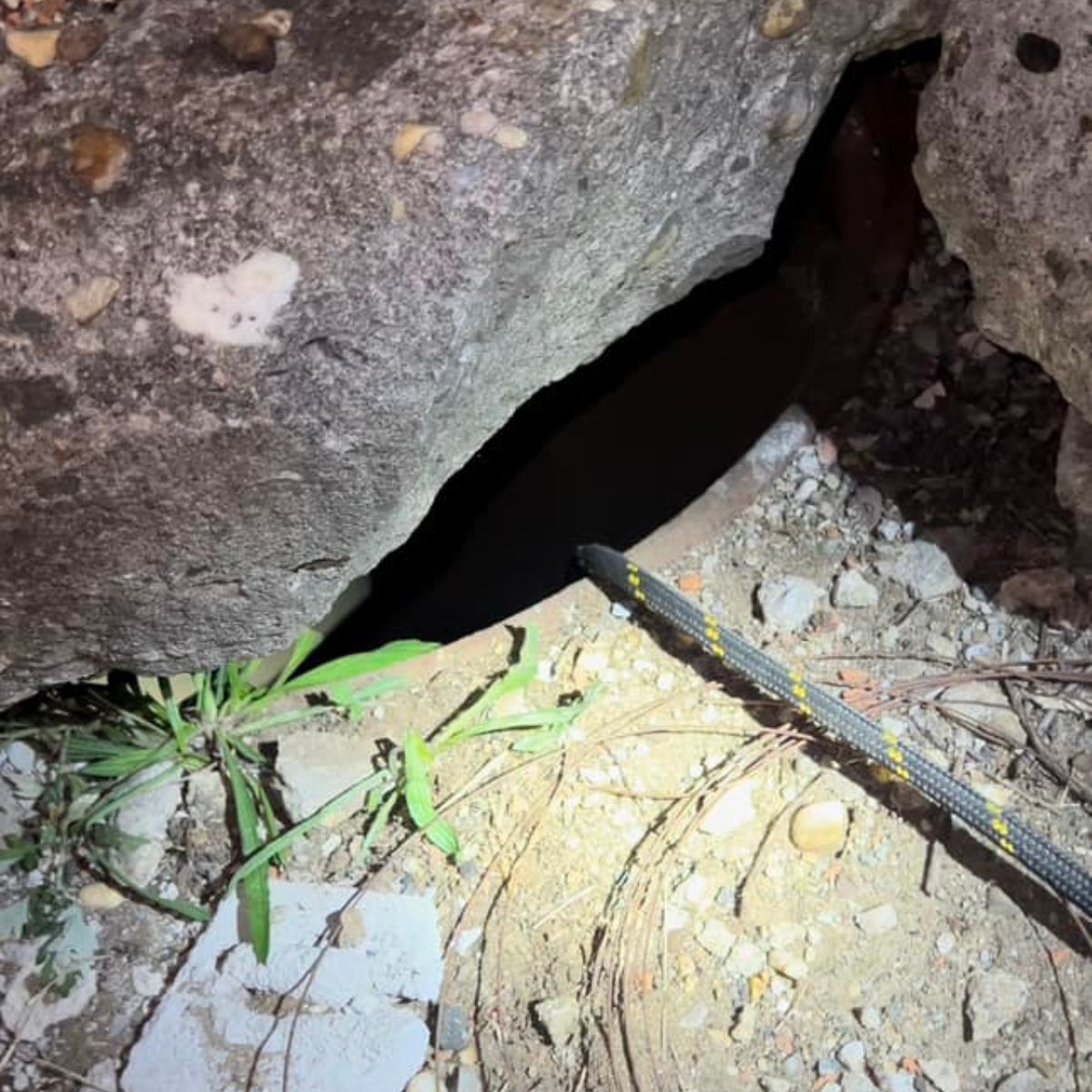 poor kitten trapped in storm drain