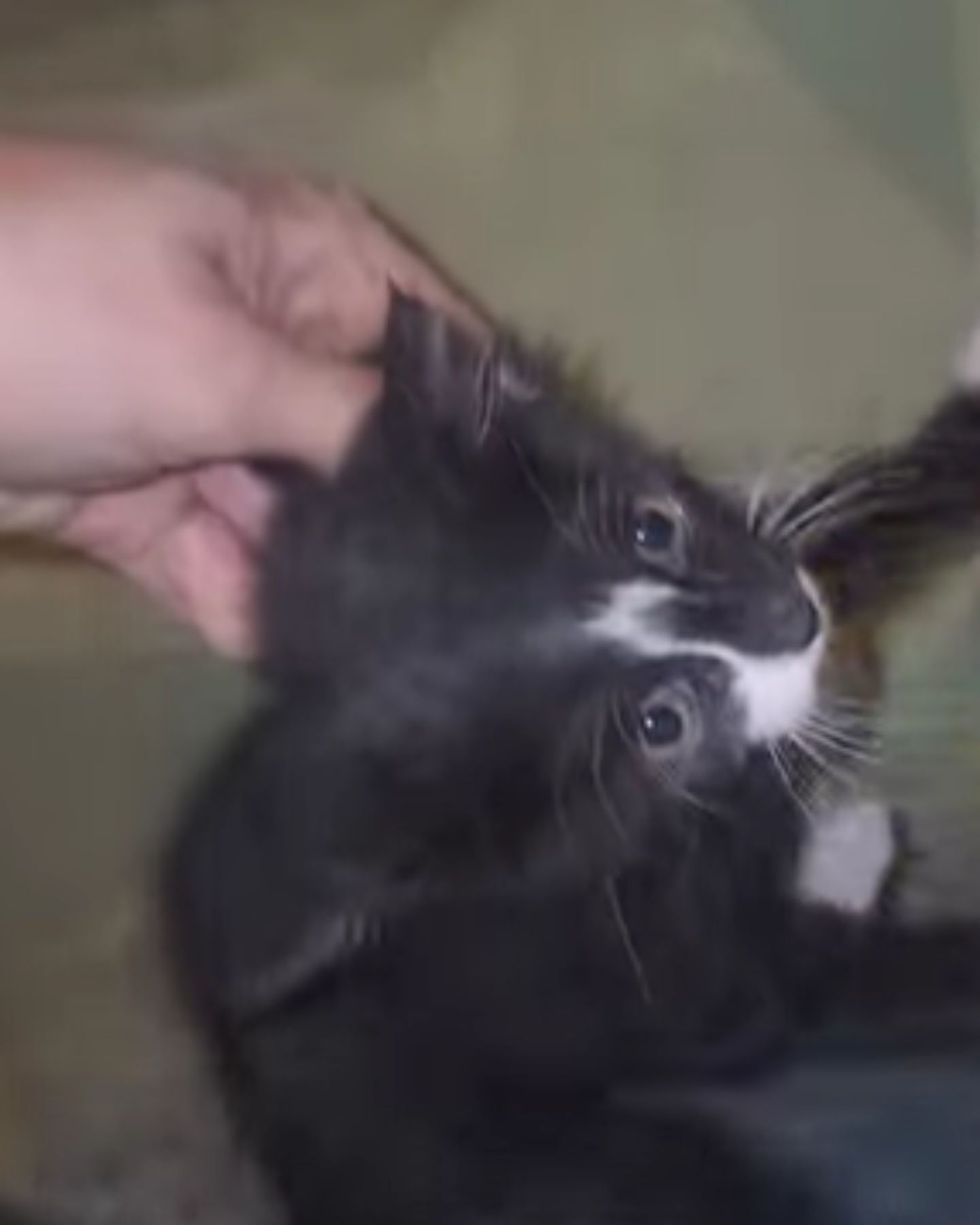 poor little black kitten