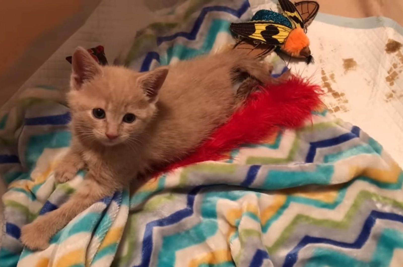 poor little kitten