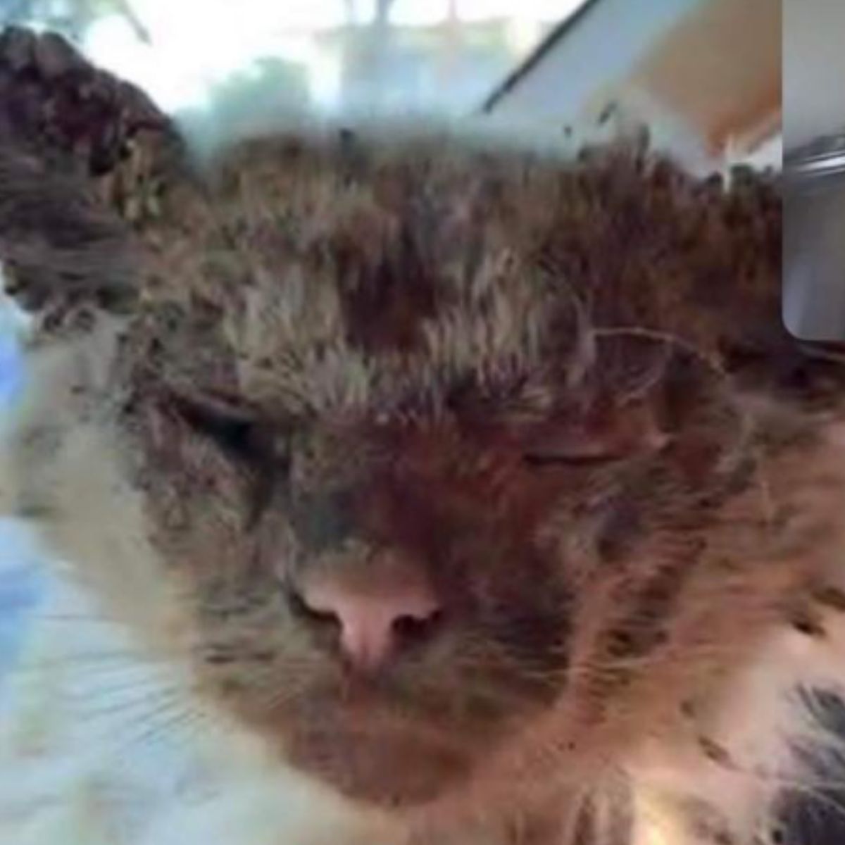 poor neglected cat