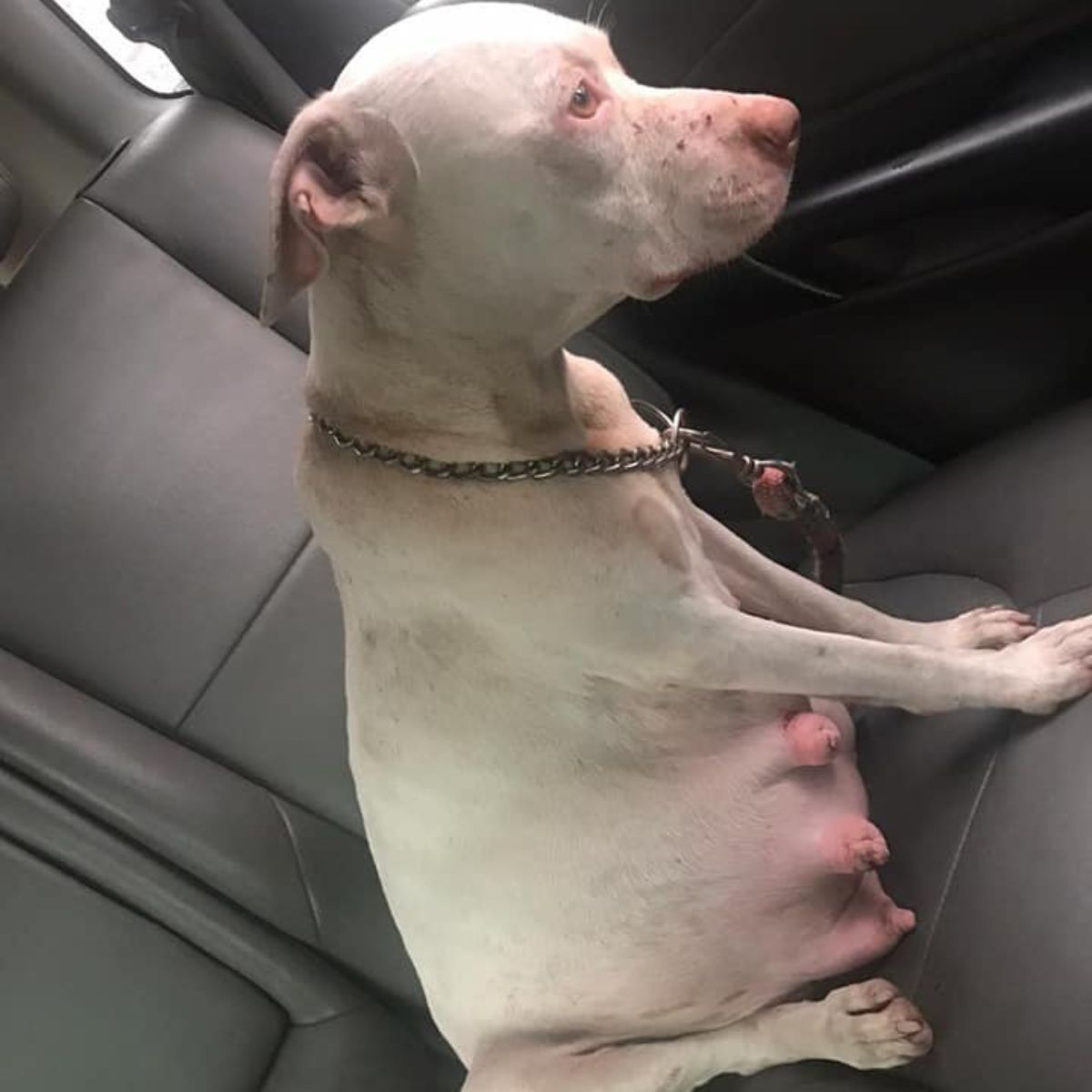 poor pregnant dog in the car