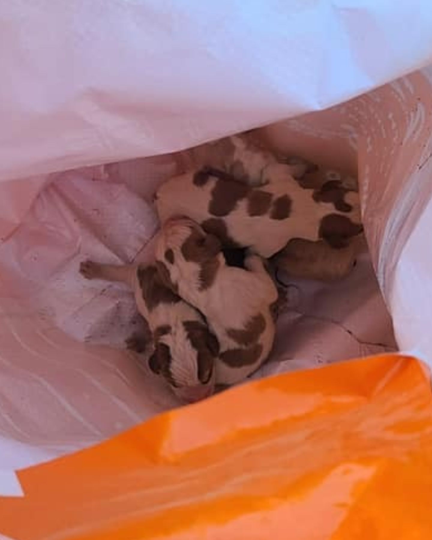 poor puppies in a bag