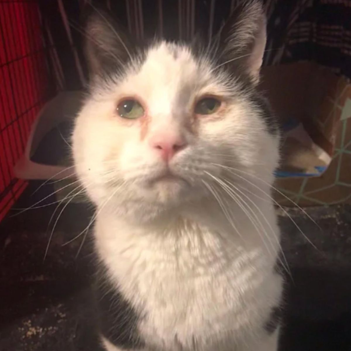 poor sad black and white cat