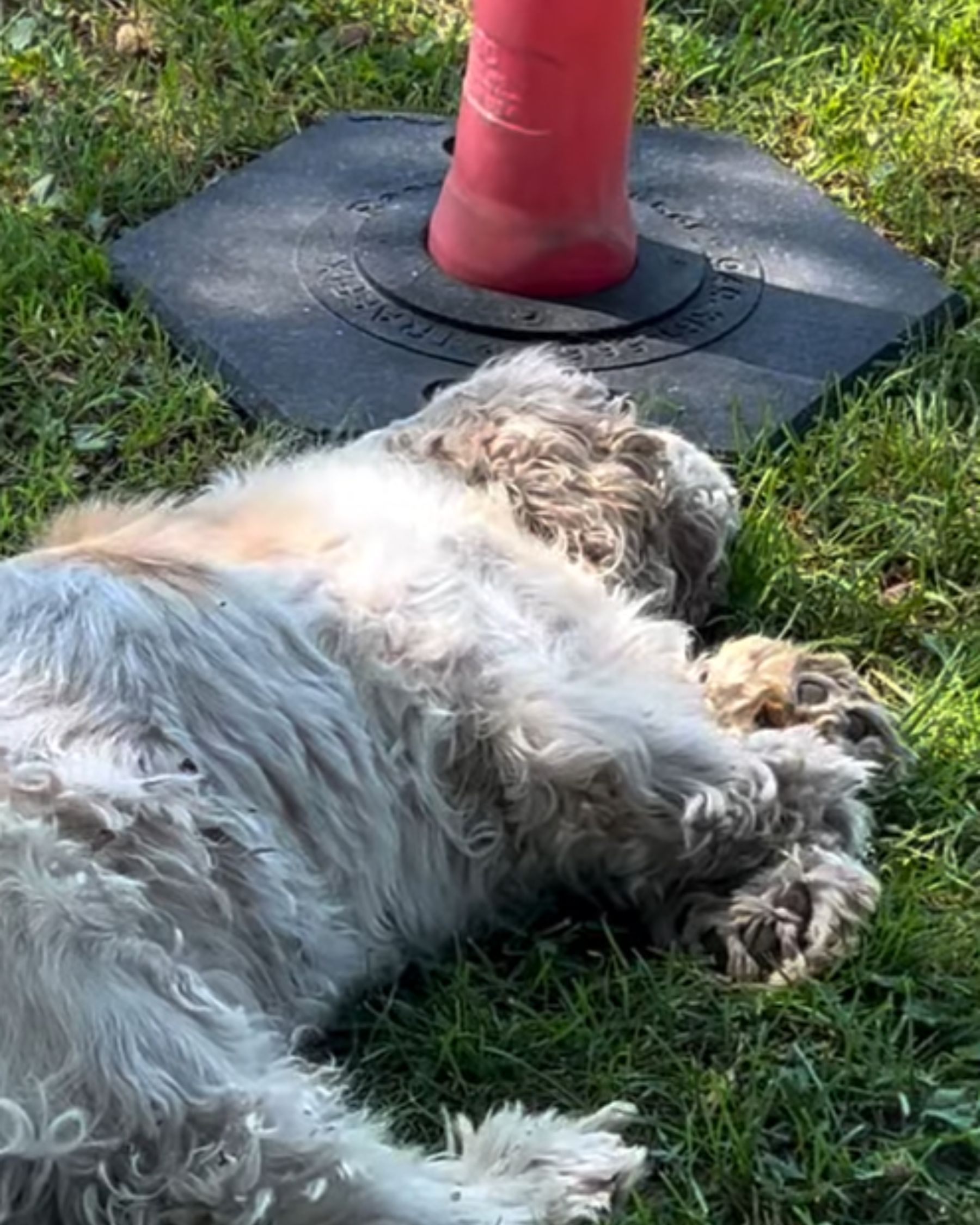 poor tied dog