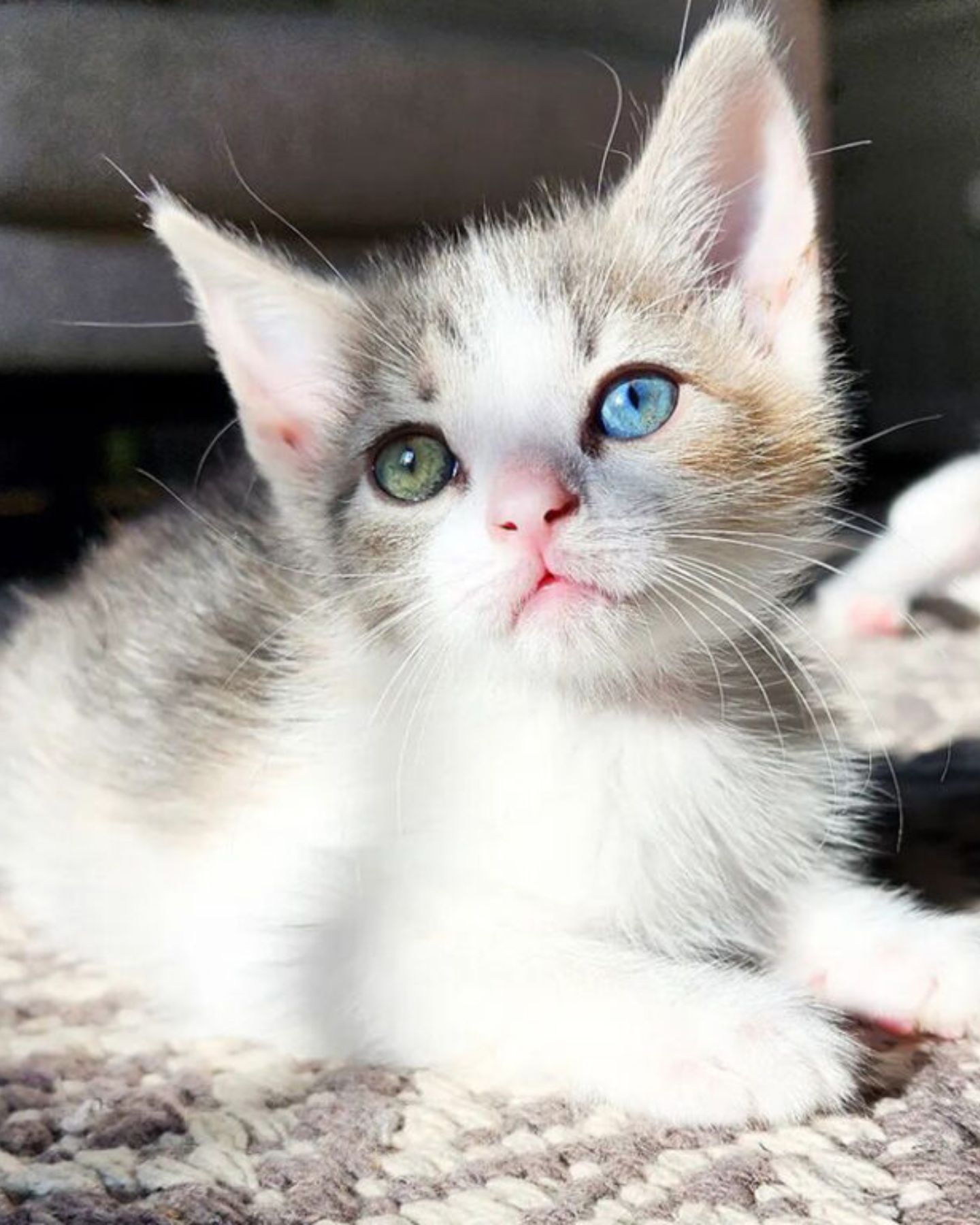 pretty cat with different color eyes