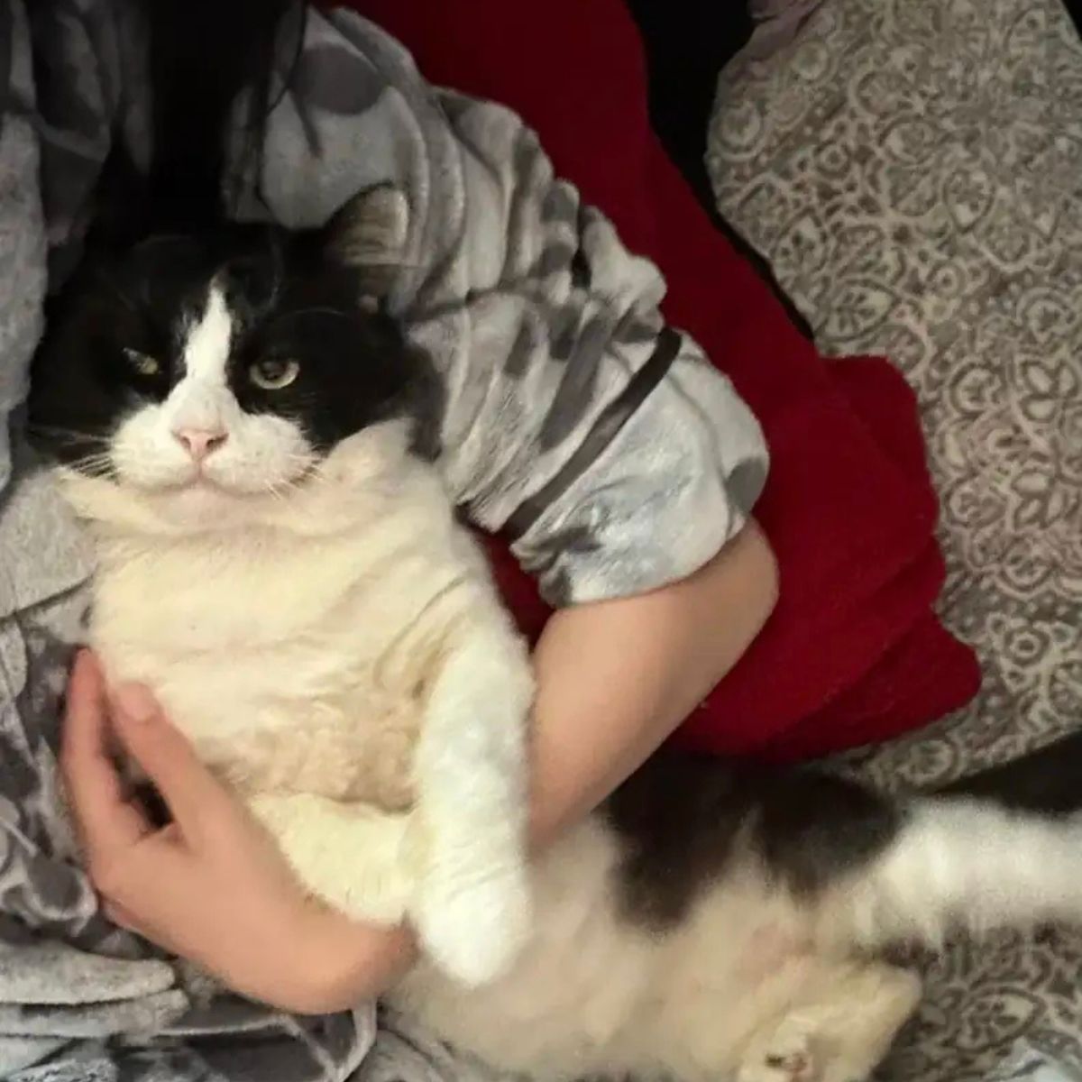 pretty senior cat cuddling
