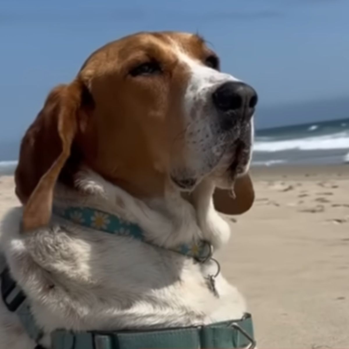 proud dog face