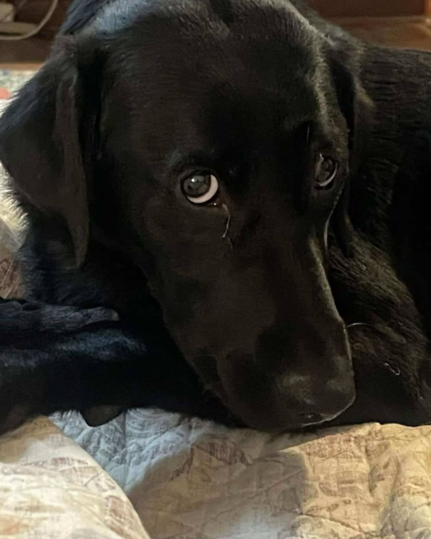 proud face of black dog
