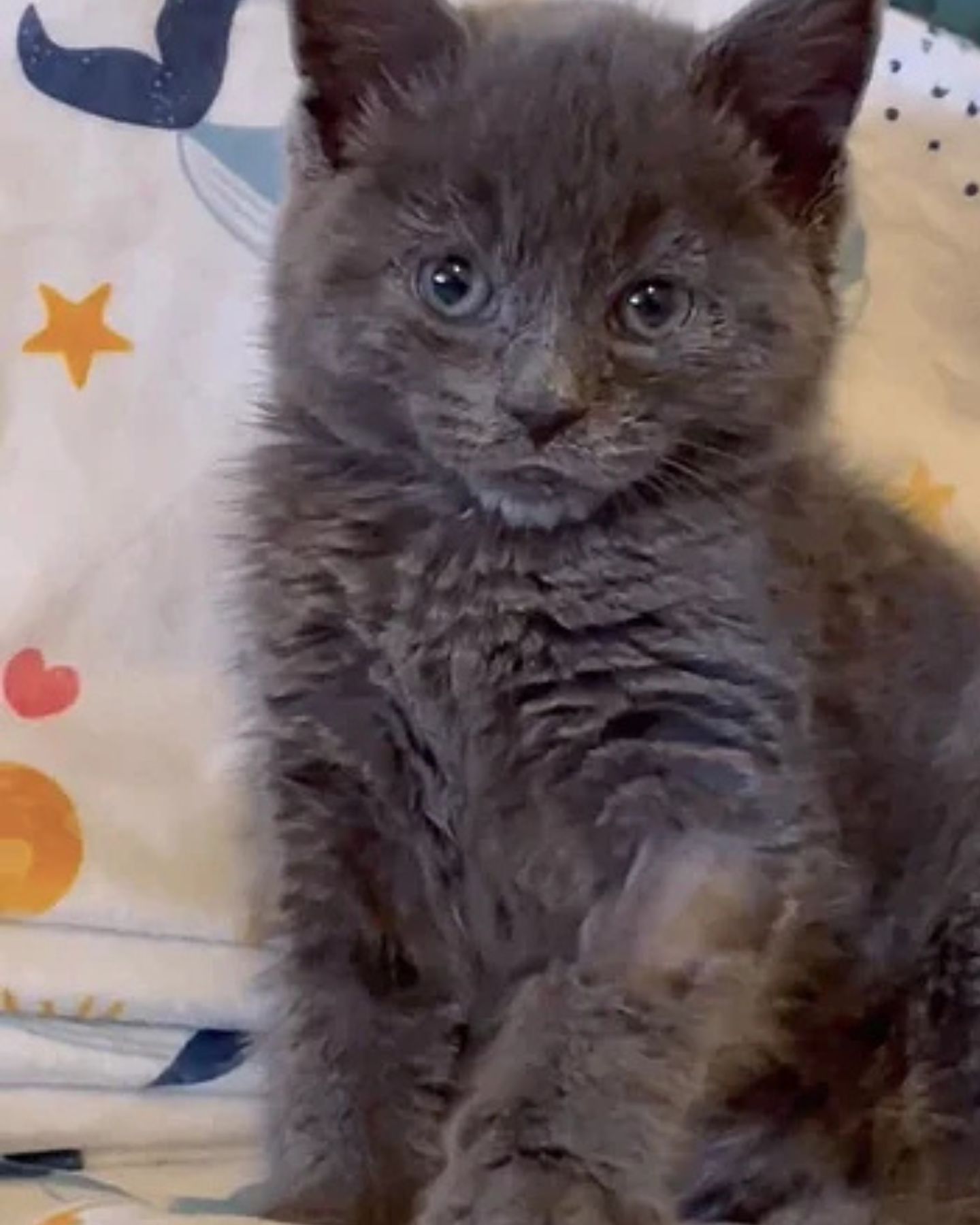 puffy gray kitten