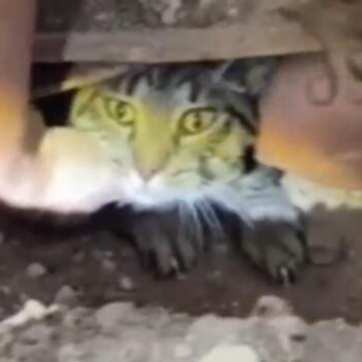 pulling cat from ruins