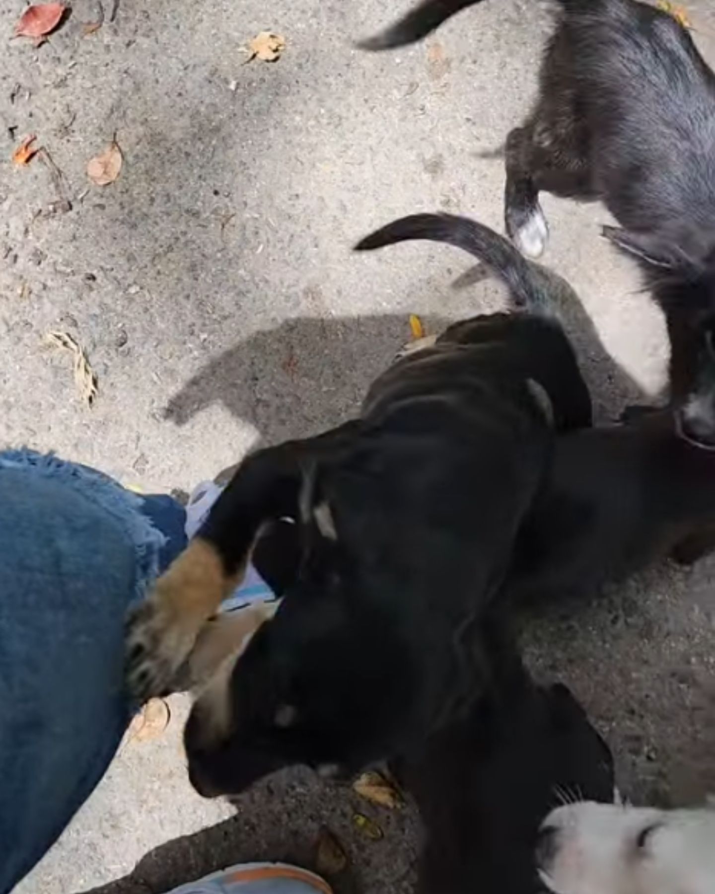puppies look forward to humans