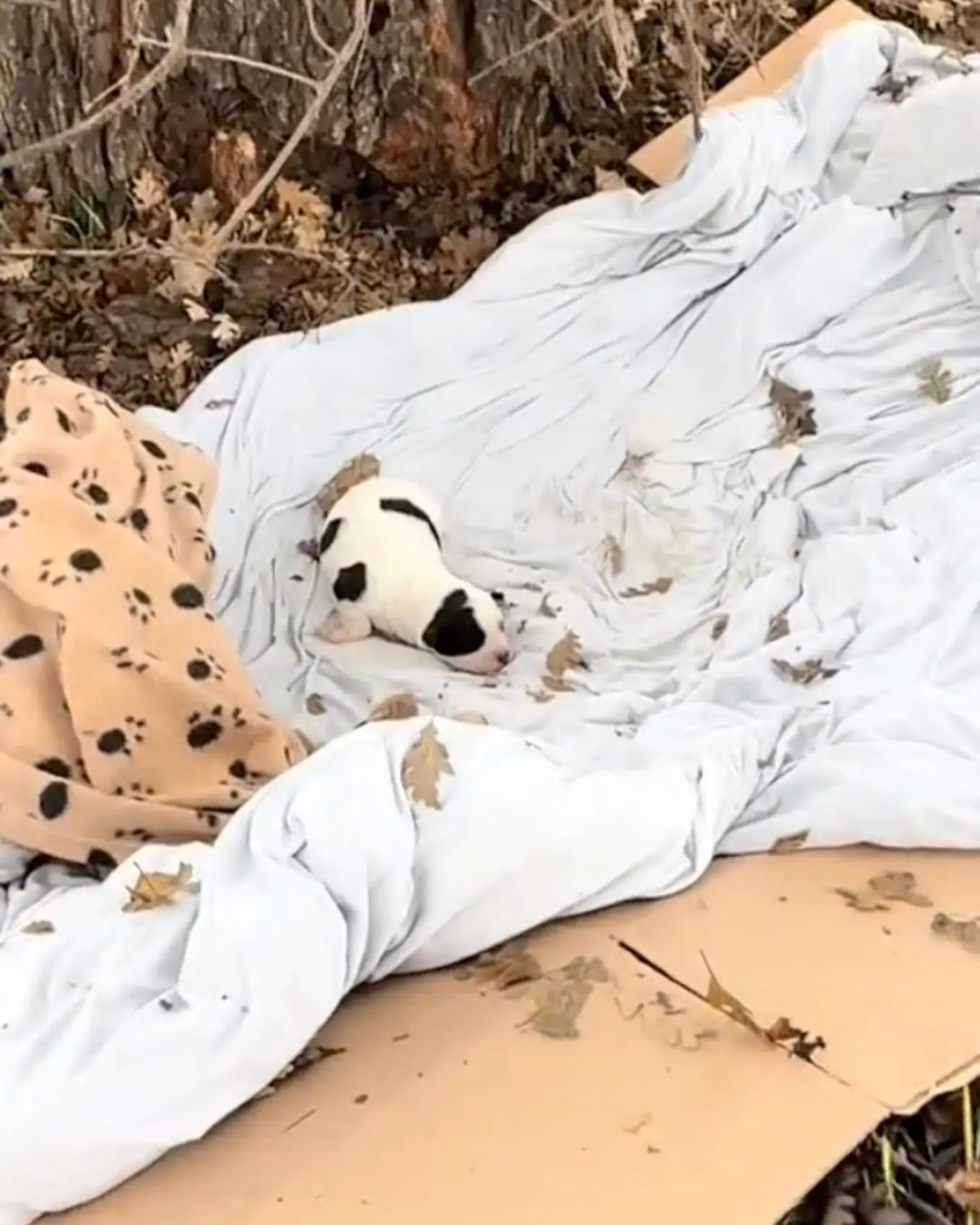 puppy is sleeping outside on the cardboard