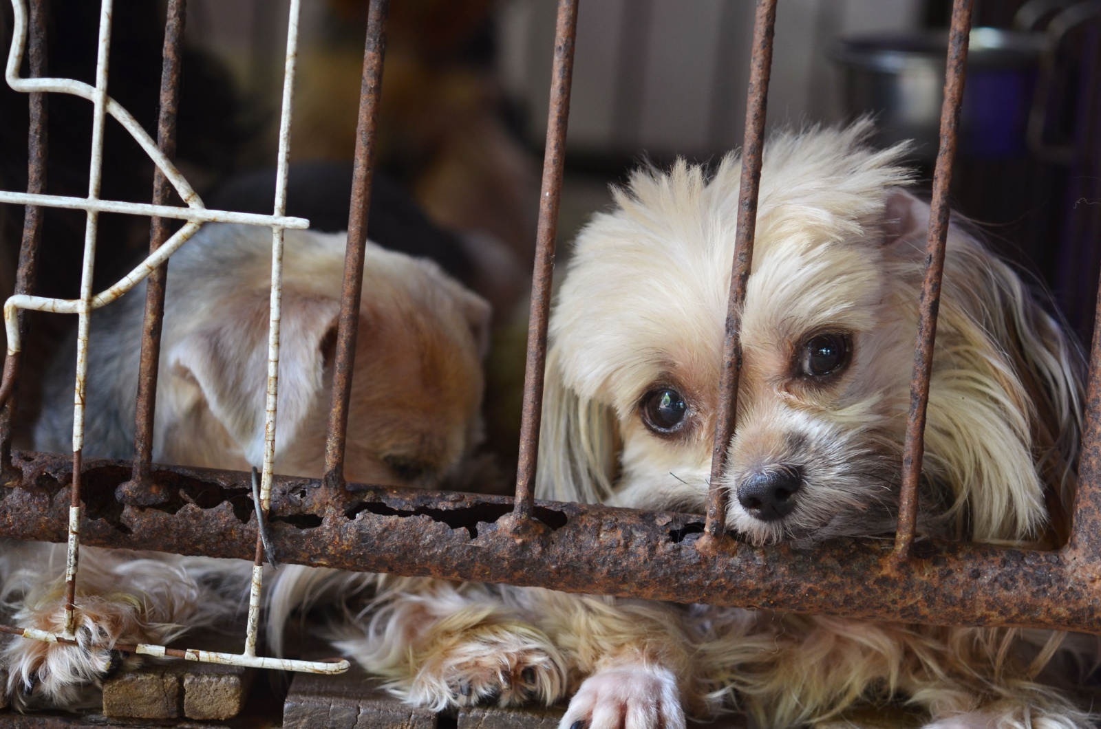 puppy mill