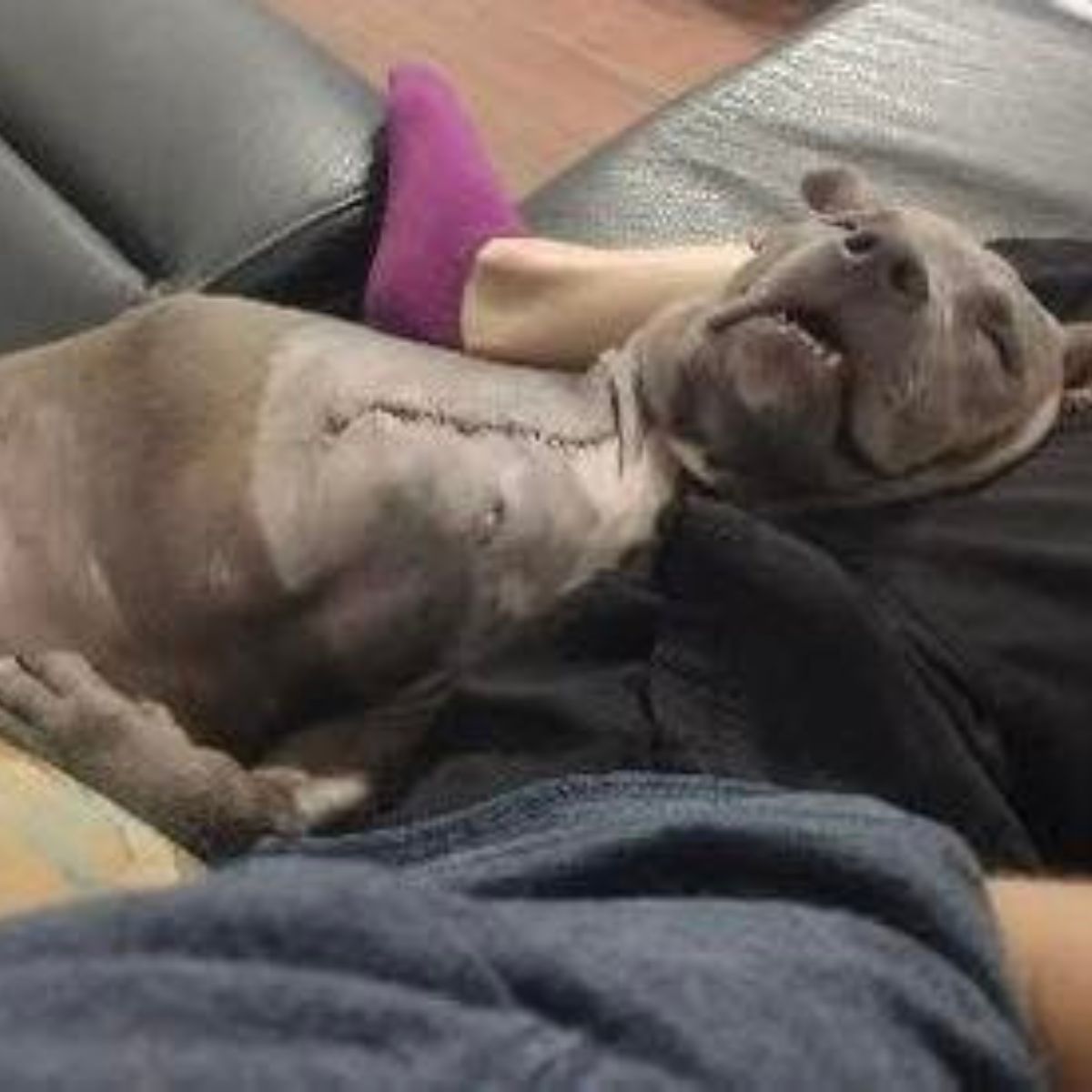 puppy with an amputated leg is sleeping